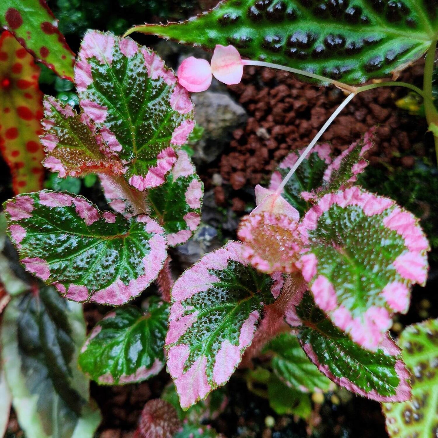 Begonia fulvovillosa is a unique and captivating Begonia species, native to New Guinea. Known for its distinctive foliage with vibrant pink edges, this plant adds a touch of elegance and beauty to any collection.
