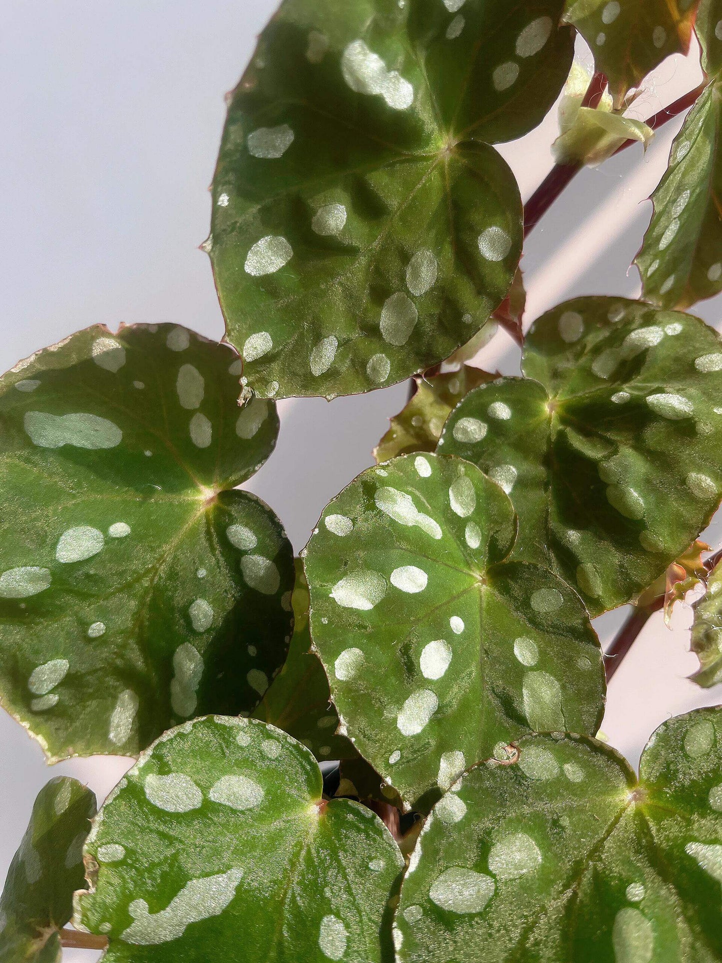Origin: Native to Malaysia, Begonia jiewhoei thrives in tropical, subtropical environments. Known for its distinct, attractive foliage, this species is perfect for collectors and plant enthusiasts who appreciate unique, ornamental begonias. Features: Leaves: The plant boasts asymmetrical leaves that are a deep green, adorned with striking white or silver oval spots. The leaves also feature a delicate silver edge, enhancing their visual appeal.
