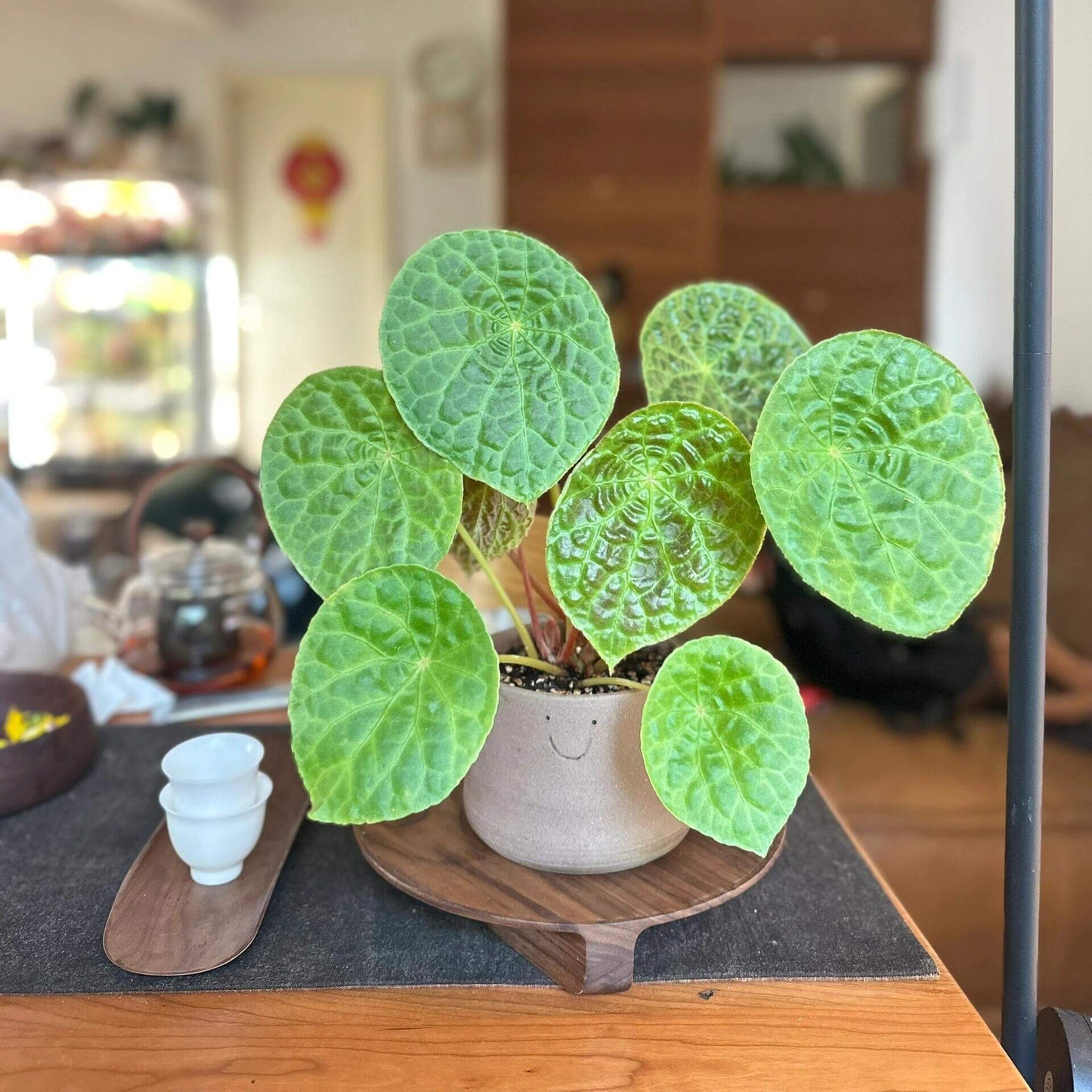 Begonia natunaensis is indeed a rare and captivating rhizomatous species, native to Mt. Ranai on the Natuna Islands (Indonesia), described in 2014. It’s prized among collectors for its textured leaves and compact form.