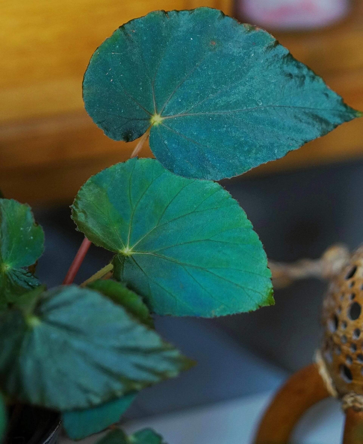 Begonia pavonina, often referred to as the Peacock Begonia, is a striking and visually captivating plant. Known for its unique, iridescent leaves that resemble the vibrant colors of a peacock's feathers, this begonia is a true showstopper in any indoor garden.