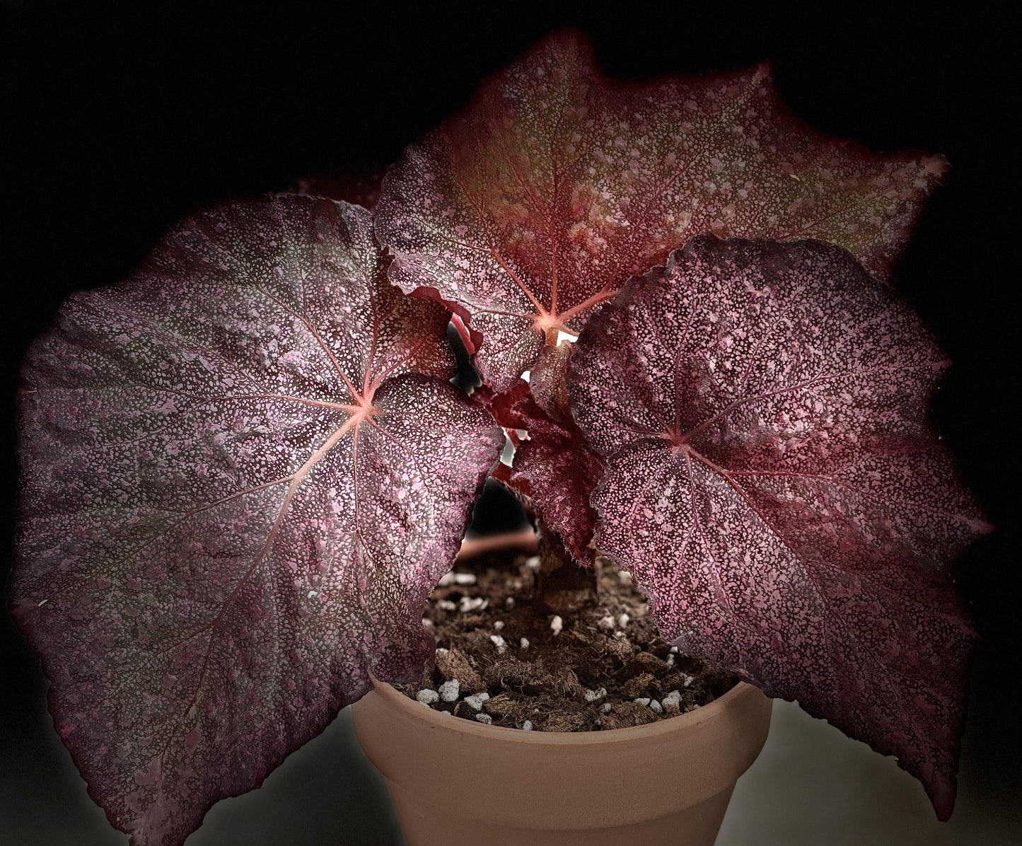 Begonia Raspberry – A stunning, compact Rex Begonia variety with striking elongated, oval-shaped leaves adorned with raspberry-like spots. This variety is a true gem for collectors and plant enthusiasts alike.