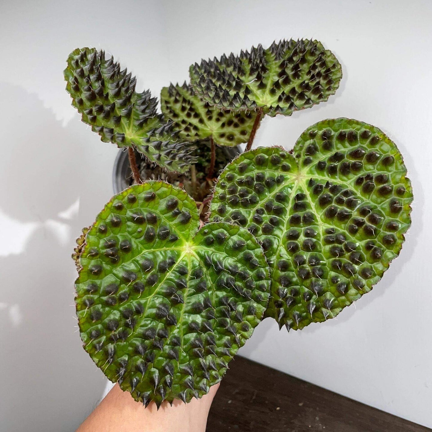 Begonia ferox, commonly known as the "Troll Begonia" or "Fierce Begonia," is a captivating species native to the limestone regions of Guangxi, China. It is renowned for its striking dark green leaves adorned with raised, blackish-brown conical structures called bullae, which give it a dramatic, spiky appearance. These bullae, though sharp in appearance, are actually soft to the touch.