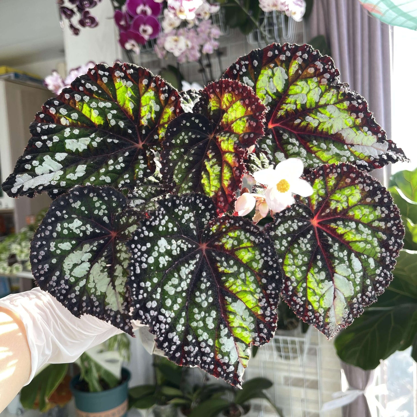 Begonia Fairytale is an exquisite ornamental begonia developed by the Dimetris breeding team. Known for its intricate leaf patterns and graceful appearance, this begonia adds a touch of enchantment to any indoor space. It’s the perfect choice for plant lovers looking to enhance their collection.