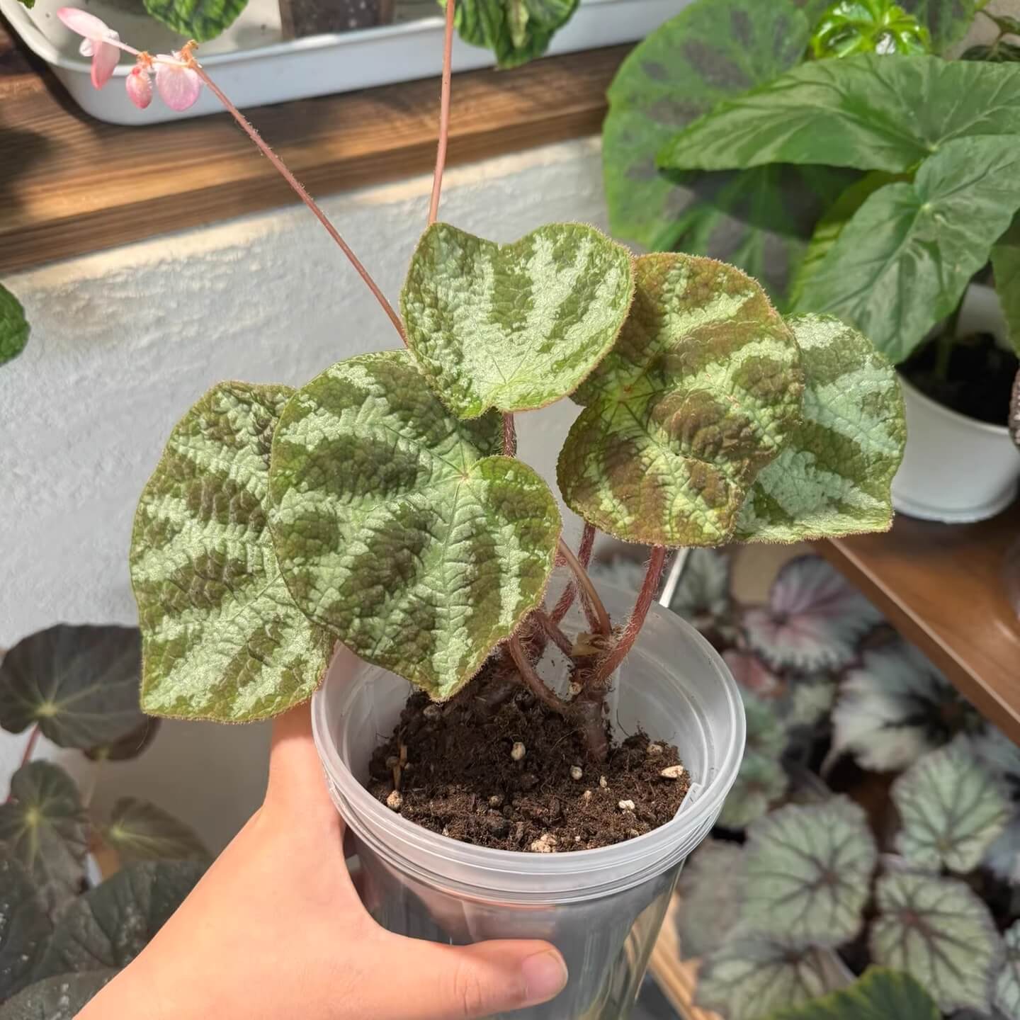 Origin: Guangxi, China Begonia semiparietalis is a beautiful and low-maintenance evergreen herbaceous plant with distinctive, ornamental leaves. Its unique leaf patterns make it an excellent addition to any plant collection, especially for those who appreciate begonias with intricate and decorative foliage. This plant is particularly intriguing as, in lower light conditions, the leaves can take on a bluish tint, adding an extra layer of beauty to its appearance.