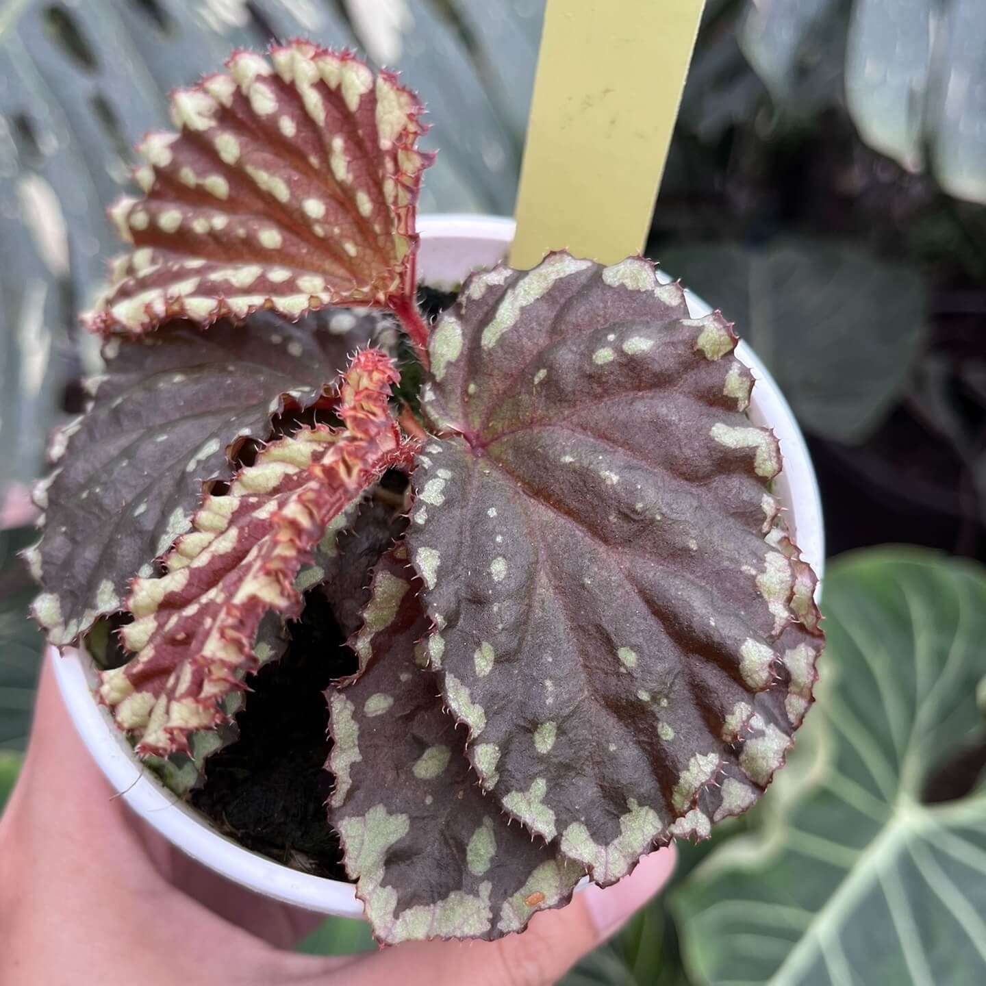 Begonia promethea, also known as Begonia beccarii, is a rare and stunning species native to the Bau District in Sarawak, Malaysia, and the Bengkayang Regency in West Kalimantan, Indonesia. Known for its unique foliage and growth habit, this begonia is a true gem for plant enthusiasts.
