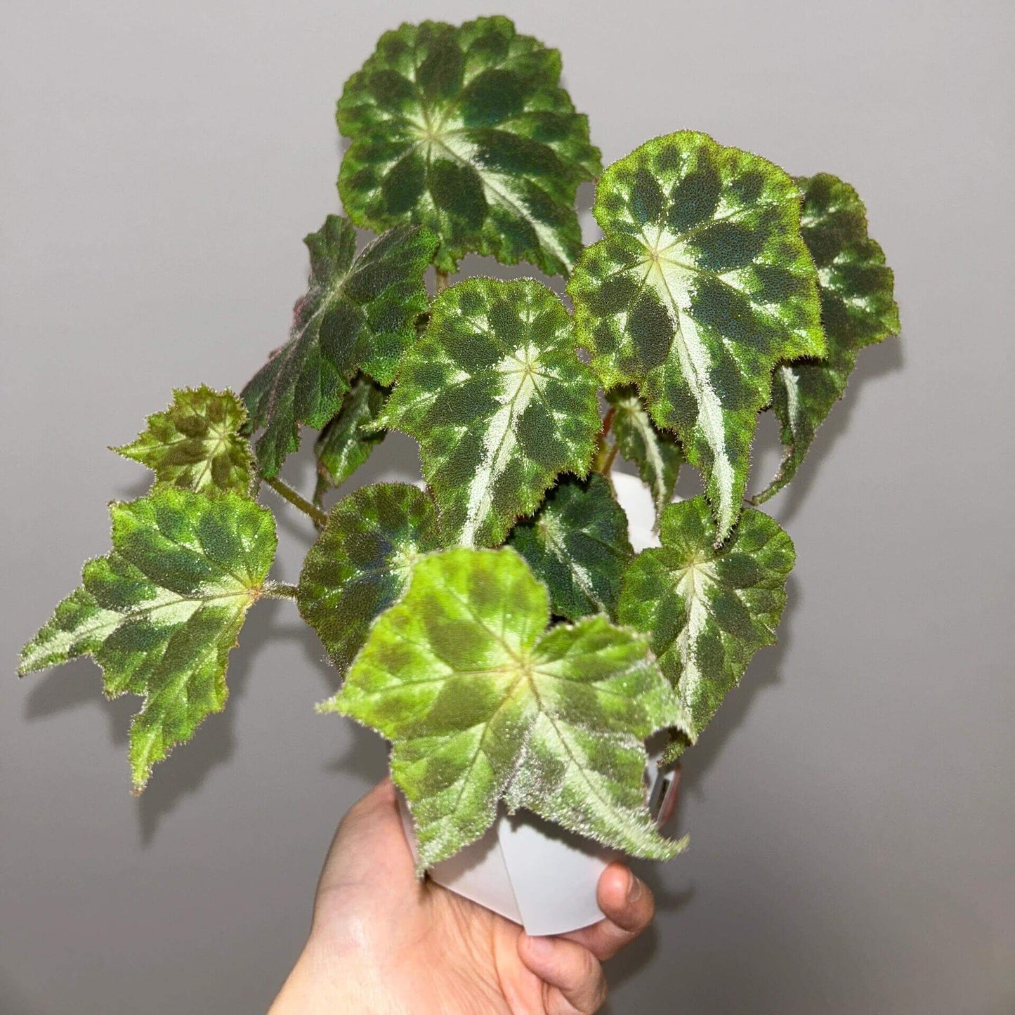 Begonia Luzhaiensis Var has white leaf veins on the upper side of its leaves, distinguishing it from Begonia Luzhaiensis. Native to the limestone regions of Guangxi, China, this begonia brings a refreshing touch of greenery to any collection with its unique and smooth, vibrant green leaves.