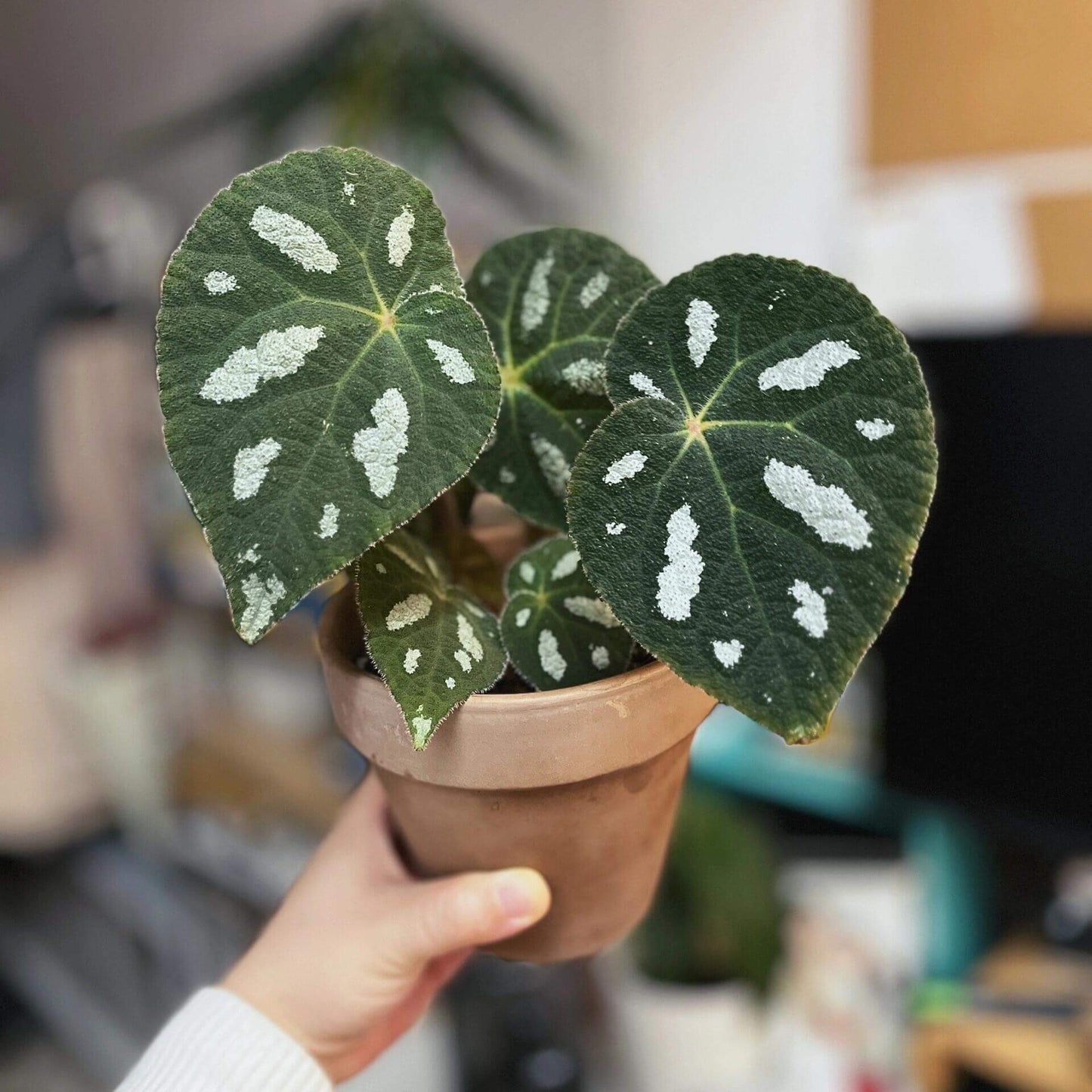 Begonia scabrifolia is a rhizomatous begonia prized for its rugged green leaves spattered with white, and its elegant tiny flowers. By giving it bright filtered light, warm temperatures, ample humidity, and a rich, well-draining potting mix, you can enjoy this rare plant’s full ornamental potential in your home or terrarium.