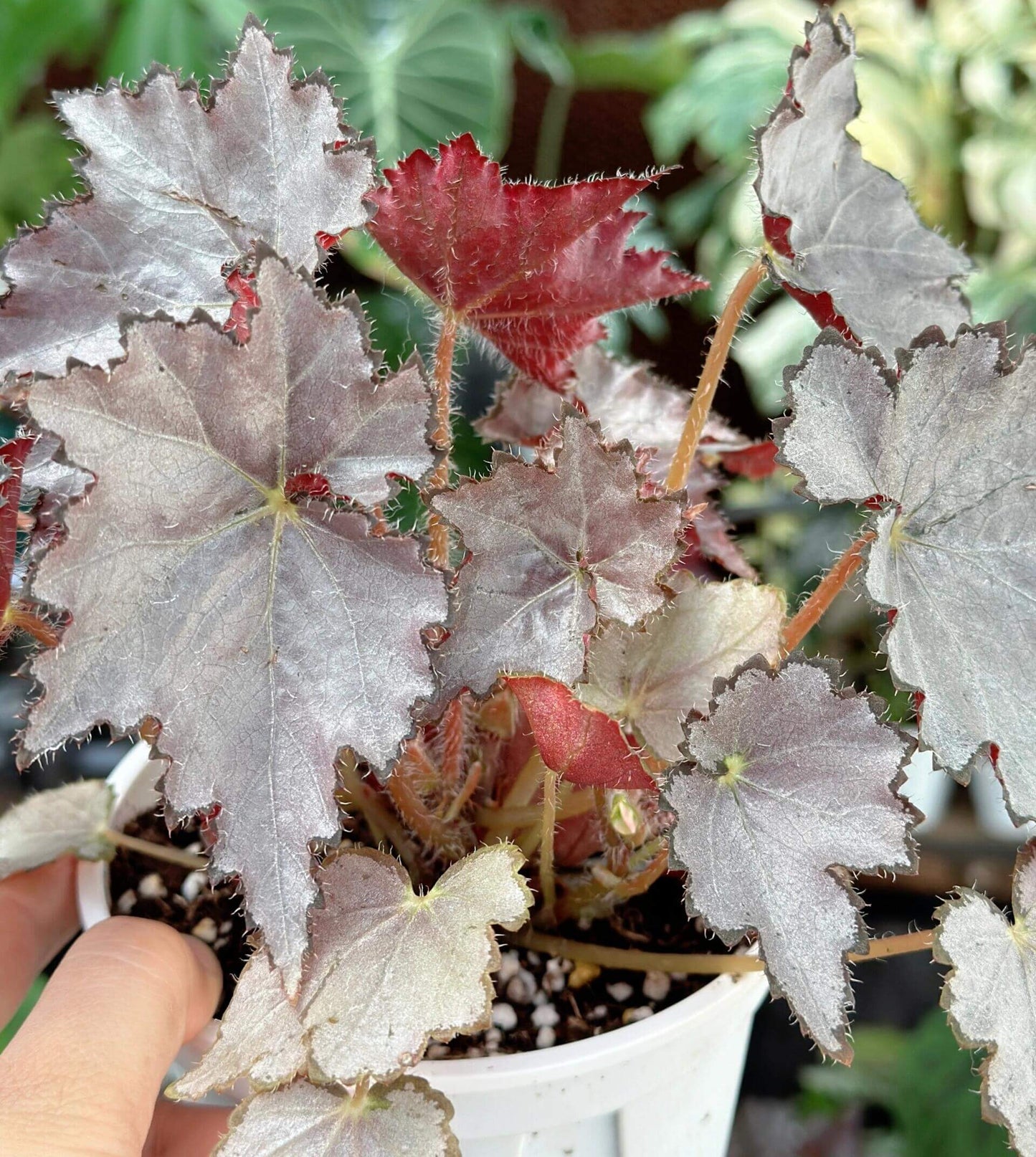 Begonia 'Sierra Silver Mist' is a captivating plant that stands out with its iridescent silver-rose leaves and delicate blooms. Perfect for plant enthusiasts who appreciate beauty and ease of care, this begonia will enhance any indoor space.