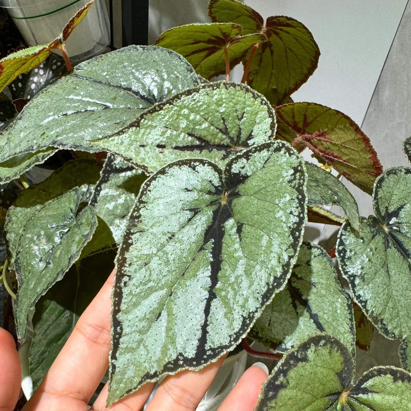 The Begonia dinhdui silver form is a rhizomatous species native to southern Vietnam. Compared to the standard Begonia dinhdui, its leaves are broader and feature a striking silver color instead of green. The leaves are adorned with a wide black band along the margin, around the point where the petiole attaches, and running along the main vein in the center, creating a unique and stunning appearance.