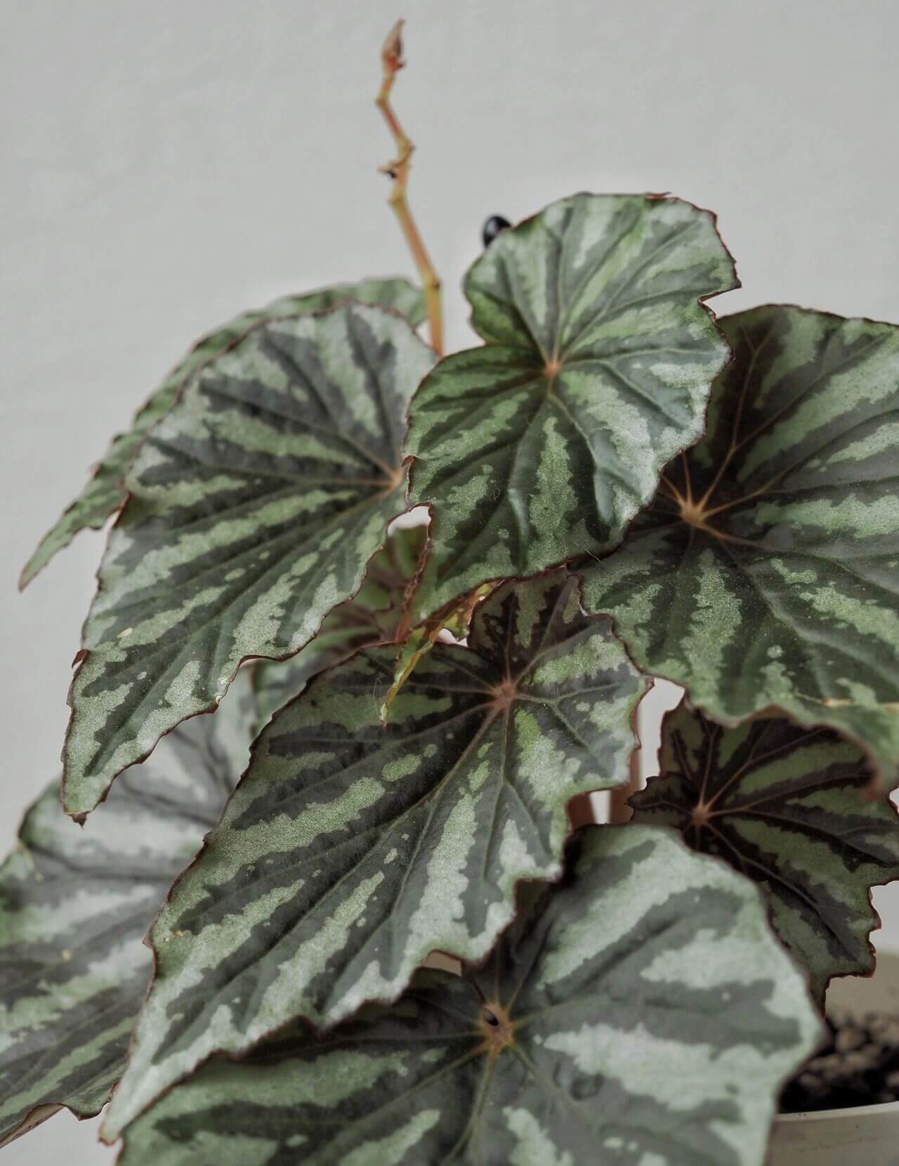 Begonia U682 was discovered in Irian Jaya, the Indonesian part of West New Guinea. It was initially considered an unidentified species and given the number U682, but is now believed to be a naturally occurring hybrid, as identified by botanist Wisnu Ardi.