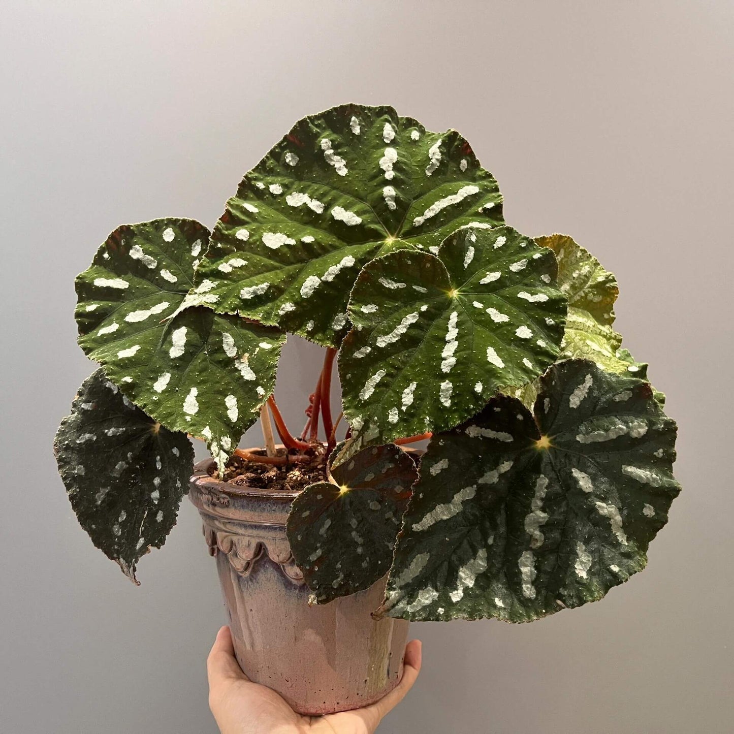 Begonia filiformis is a rare and fascinating Begonia species, native to the subtropical regions of Guangxi, China, and northern Vietnam. Known for its unique leaf patterns, featuring delicate white spots between the main veins, and its compact growth, this plant is perfect for collectors and those looking to add a distinctive touch to their indoor spaces.