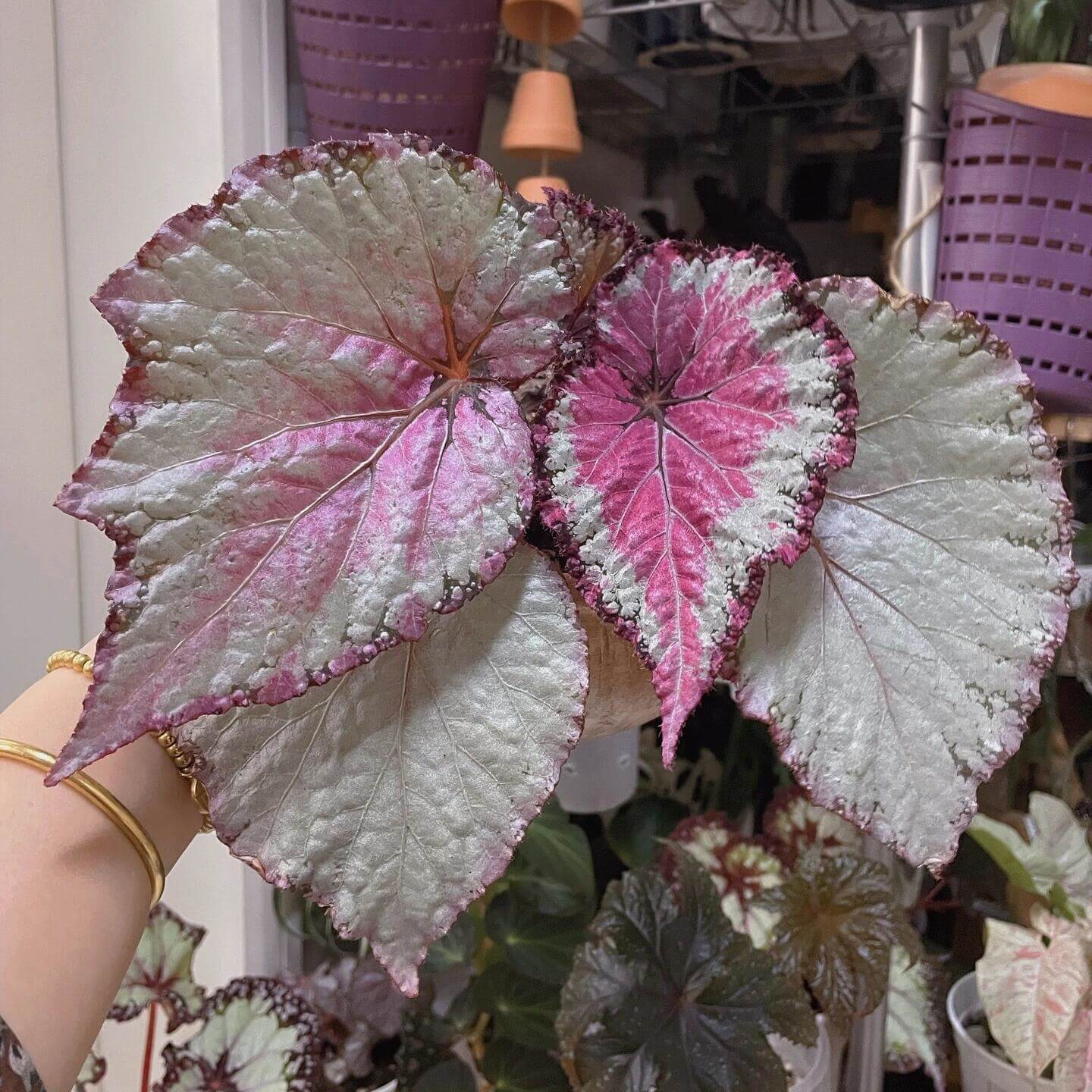 Begonia February – A stunning ornamental Begonia variety with silver-pink shimmering leaves, perfect for adding a touch of elegance to any home or garden.