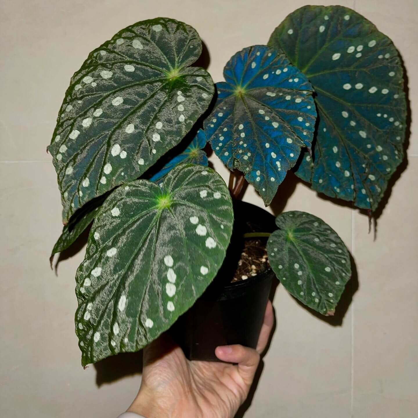 Begonia erythrofolia is a captivating and rare species native to the Wenshan region of Yunnan, China. Known for its striking leaf colors and texture, this begonia offers a dynamic visual experience, changing color based on environmental conditions. Its dramatic crimson undersides and elegant, ovate leaves make it a must-have for plant collectors and enthusiasts looking for something unique.