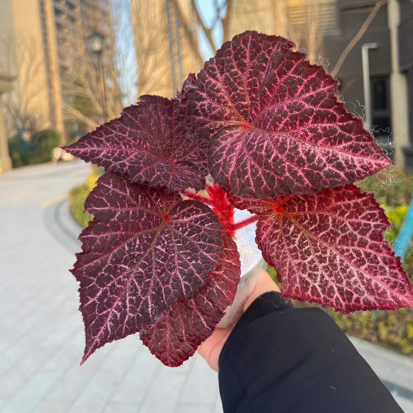 The Begonia Chocolate Lace is a decorative-leaf variety known for its eye-catching foliage. The deep black or dark purple leaves are adorned with a silver lace-like pattern, adding an elegant touch to any room. Ideal for indoor spaces, this begonia will bring a unique and sophisticated flair to your home decor.