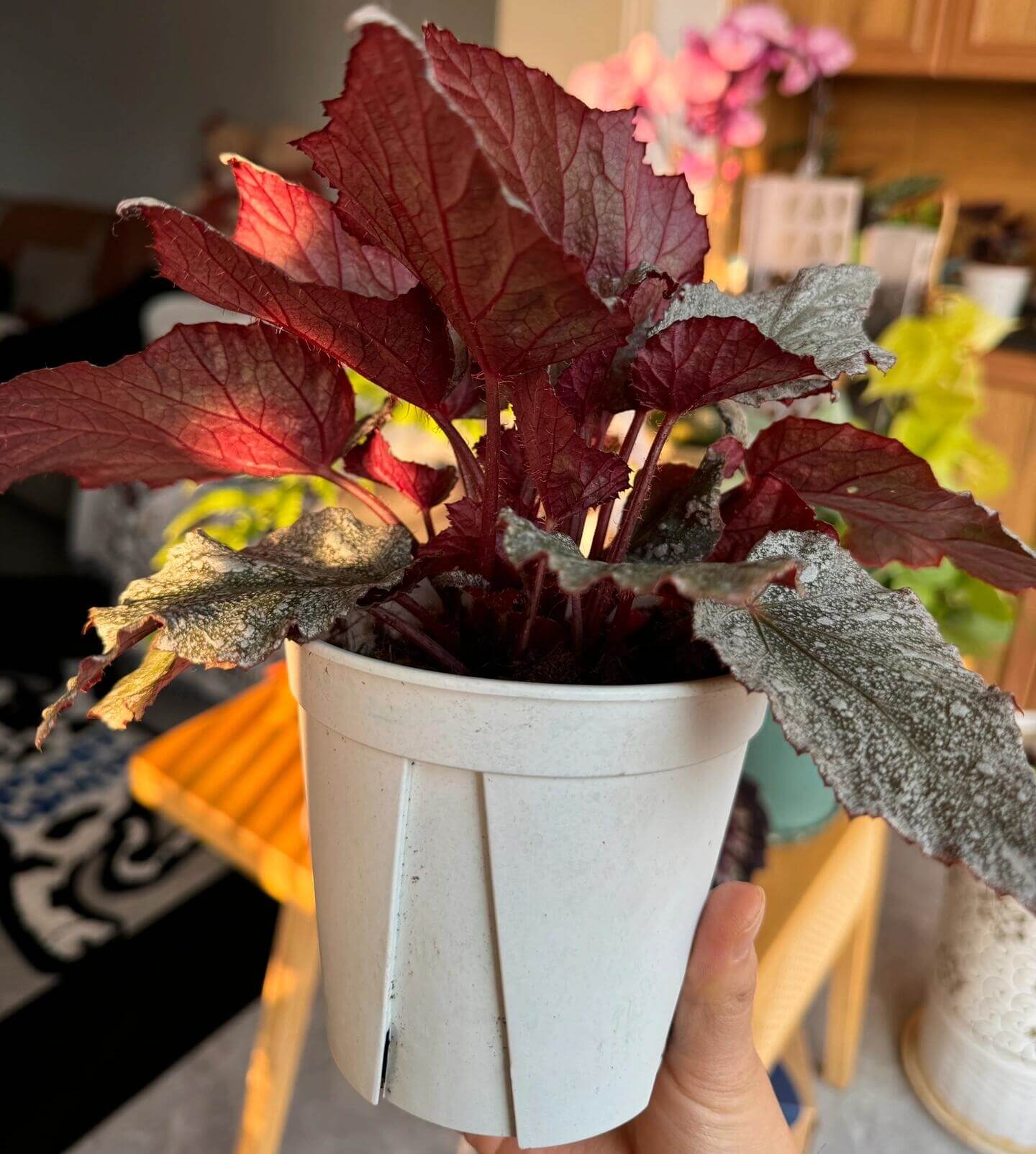 Begonia Beleaf 'Yukon Frost' is a beautiful hybrid begonia that adds an elegant touch to any indoor space. With its unique silver-speckled leaves and vibrant red undersides, this begonia is a standout plant, perfect for enhancing your home or office decor.