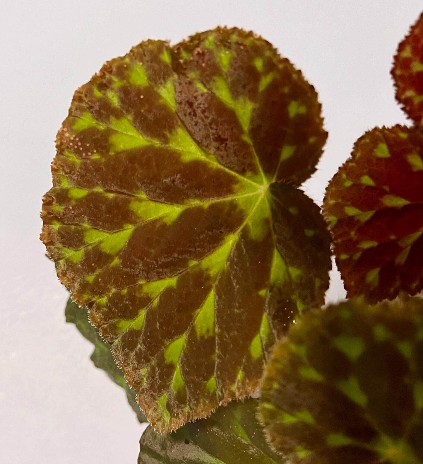 Begonia luzhaiensis, also known as the Luzhai begonia, is a rare and striking species native to the limestone cliffs and rocky slopes of Guangxi, China. With its unique, variegated foliage and vibrant colors, this begonia is perfect for plant collectors looking to add an exotic touch to their collection. Key Features: Leaf Appearance: The leaves of Begonia luzhaiensis are asymmetrical and thin, with a bright green color highlighted by black spots along the veins, giving them a distinctive variegated look.