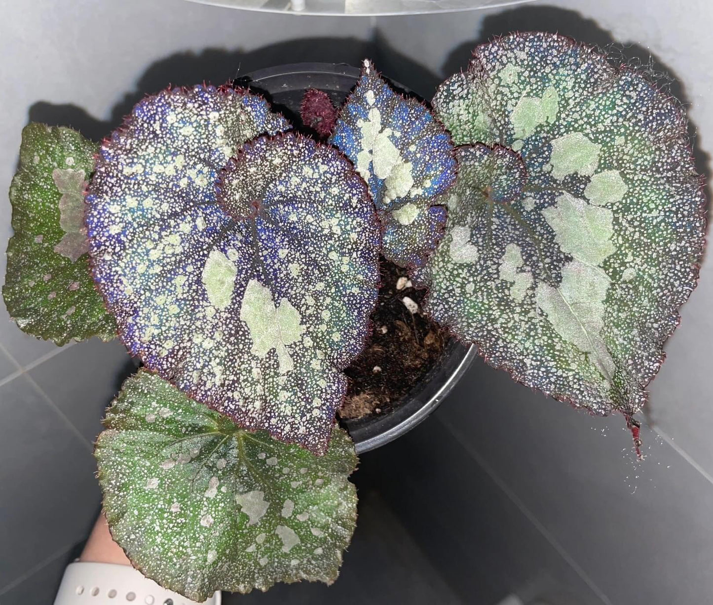 Begonia Super Universe is a breathtaking masterpiece, with foliage that mirrors the vastness of space. Under a flash, the leaves reflect shades of blue and cosmic tones, creating an otherworldly galaxy effect. Its natural variegation resembles a starry sky, making it a highly coveted addition to any plant collection.