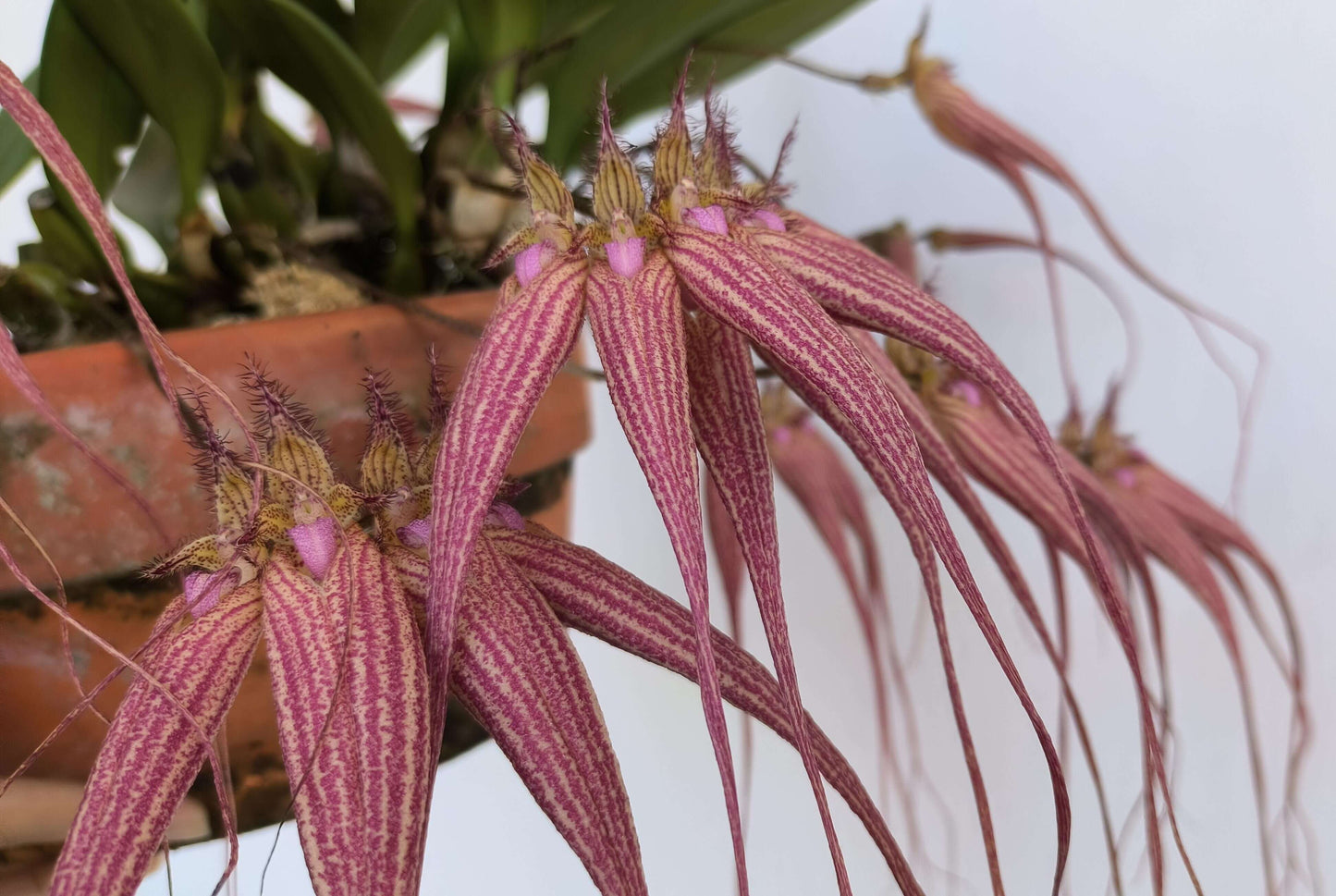 Bulbophyllum Elizabeth Ann 'Buckleberry' is a hybrid orchid resulting from the cross between Bulbophyllum rothschildianum and Bulbophyllum longissimum. This hybrid has gained acclaim for its striking appearance and was awarded the First Class Certificate (FCC) by the American Orchid Society (AOS), a testament to its exceptional quality.