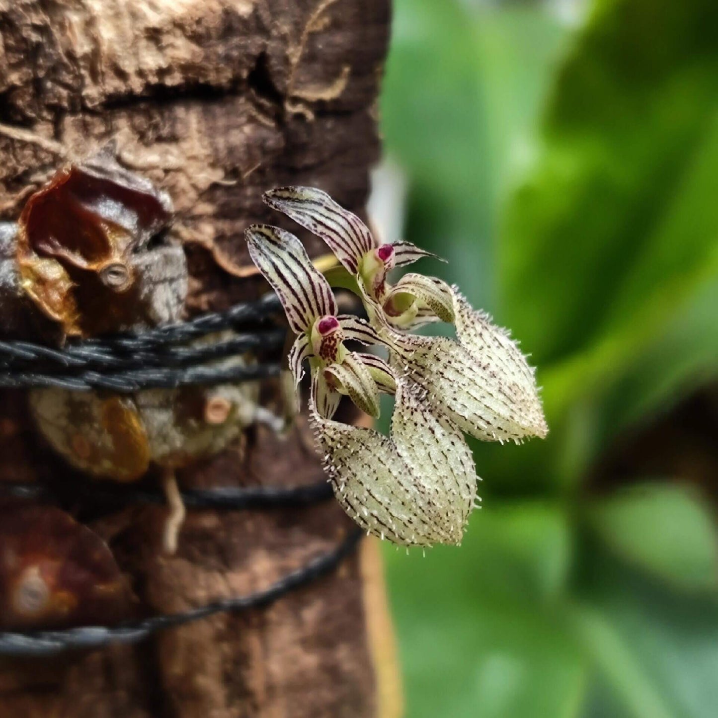 Bulbophyllum polliculosum is a rare and captivating miniature orchid species native to Southeast Asia, particularly found in regions like Myanmar, Thailand, Vietnam, and Laos. Known for its unique growth habit and delicate flowers, this orchid is a fascinating subject for orchid enthusiasts. Due to its specific environmental requirements, it thrives in warm, humid conditions, making it well-suited for terrariums, where humidity and temperature can be carefully controlled to replicate its natural habitat.