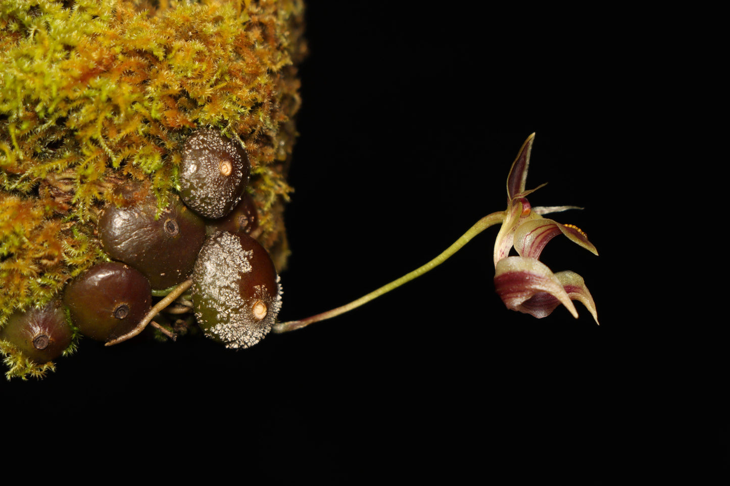 Bulbophyllum ayuthayense is a captivating micro-miniature epiphytic orchid species native to Thailand and Laos. Identified by J.J. Vermeulen, Schuit., and de Vogel in 2014, it thrives at elevations between 600 and 900 meters. Due to its small size and specific environmental needs, it is well-suited for cultivation in terrariums, where its delicate care requirements such as temperature and humidity can be effectively managed.
