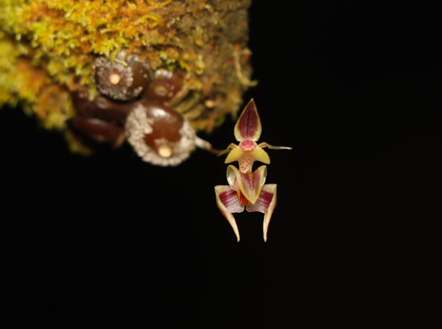 Bulbophyllum ayuthayense is a captivating micro-miniature epiphytic orchid species native to Thailand and Laos. Identified by J.J. Vermeulen, Schuit., and de Vogel in 2014, it thrives at elevations between 600 and 900 meters. Due to its small size and specific environmental needs, it is well-suited for cultivation in terrariums, where its delicate care requirements such as temperature and humidity can be effectively managed.