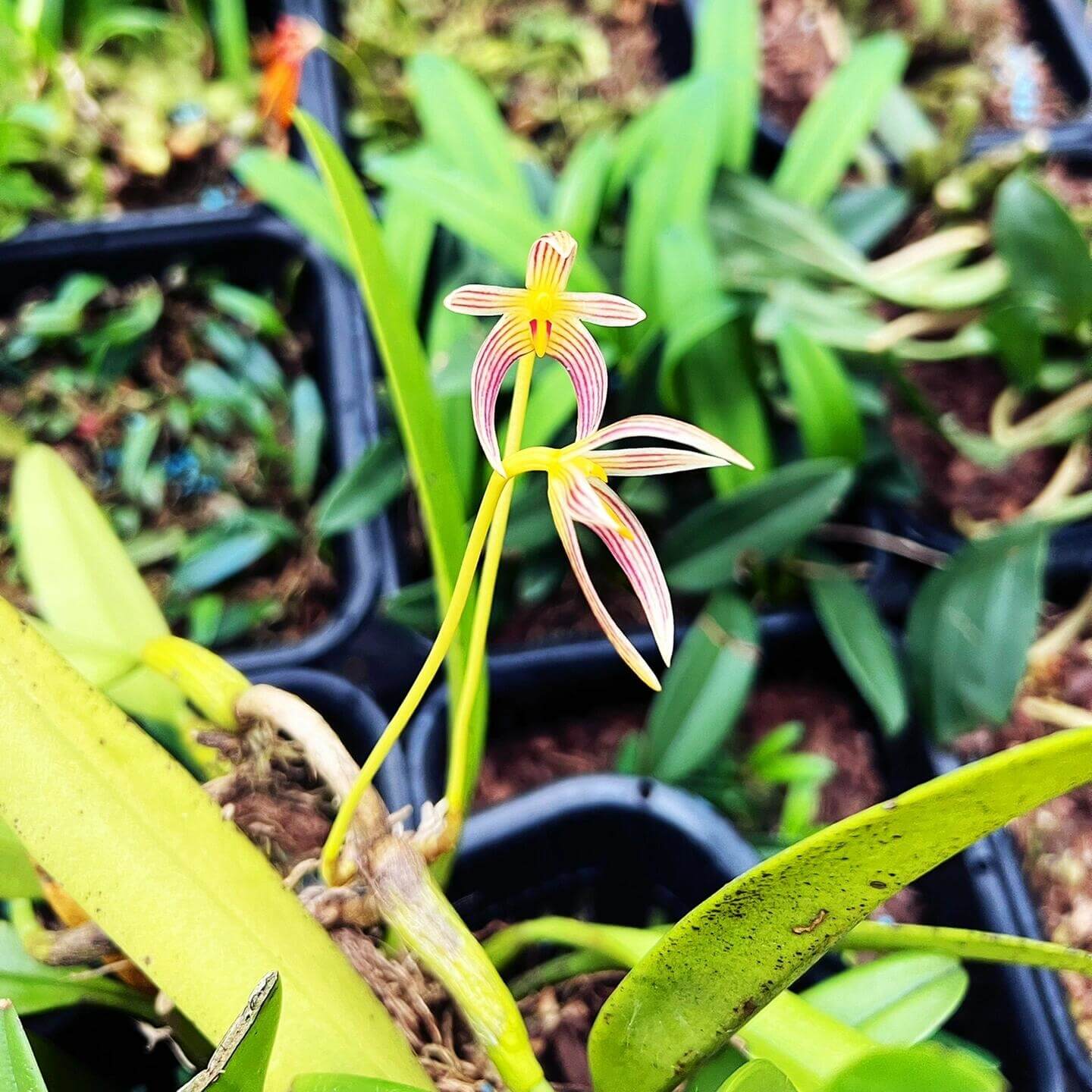 Bulbophyllum affine is native to the tropical and subtropical regions of Asia, including the Himalayas, India, Myanmar, Thailand, Laos, and parts of Southeast Asia. This epiphytic orchid is typically found in tropical and subtropical forests at elevations ranging from 450 to 1,200 meters (1,500 to 4,000 feet).