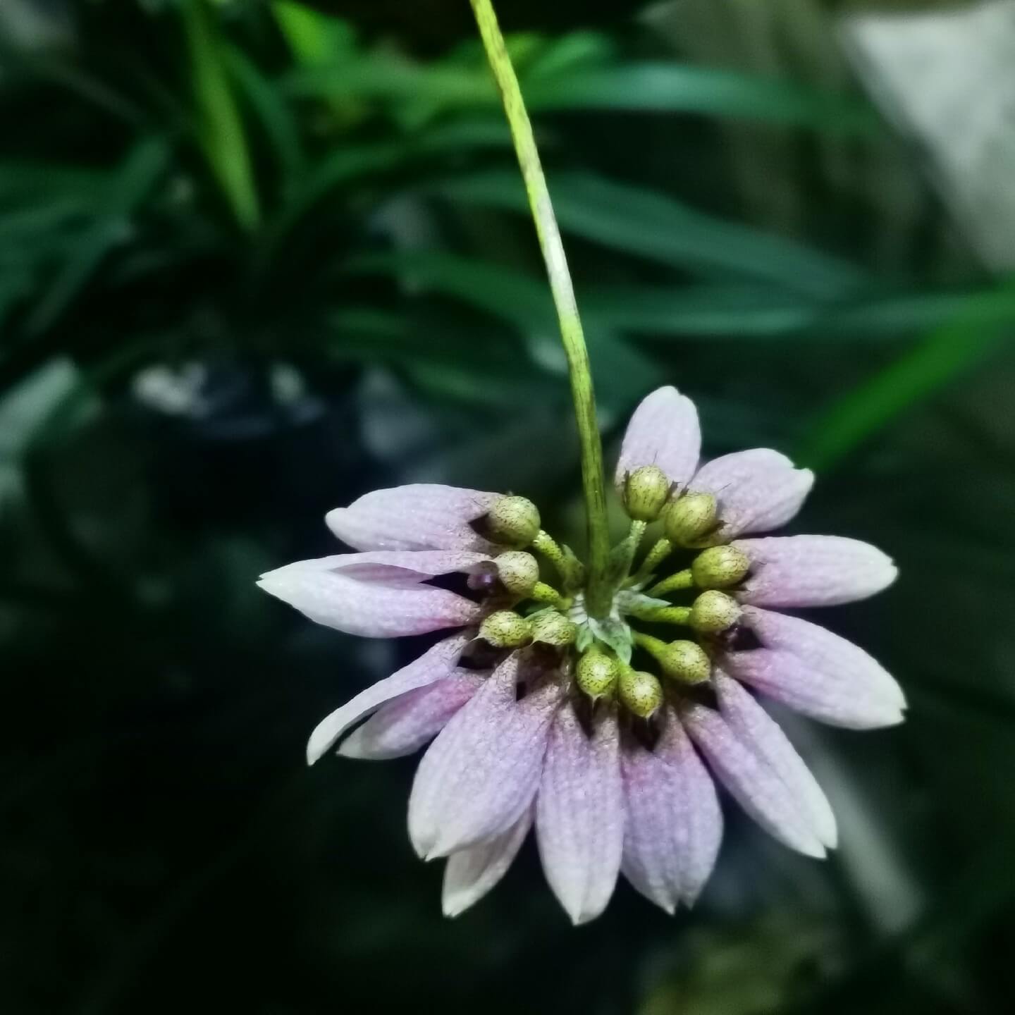 Bulbophyllum andersonii is a miniature epiphytic orchid native to regions including northern Vietnam, southern China, Myanmar, and parts of India such as Sikkim and Assam. It thrives at elevations ranging from 500 to 1,600 meters above sea level, typically growing on tree trunks and rocks in humid, shaded environments.