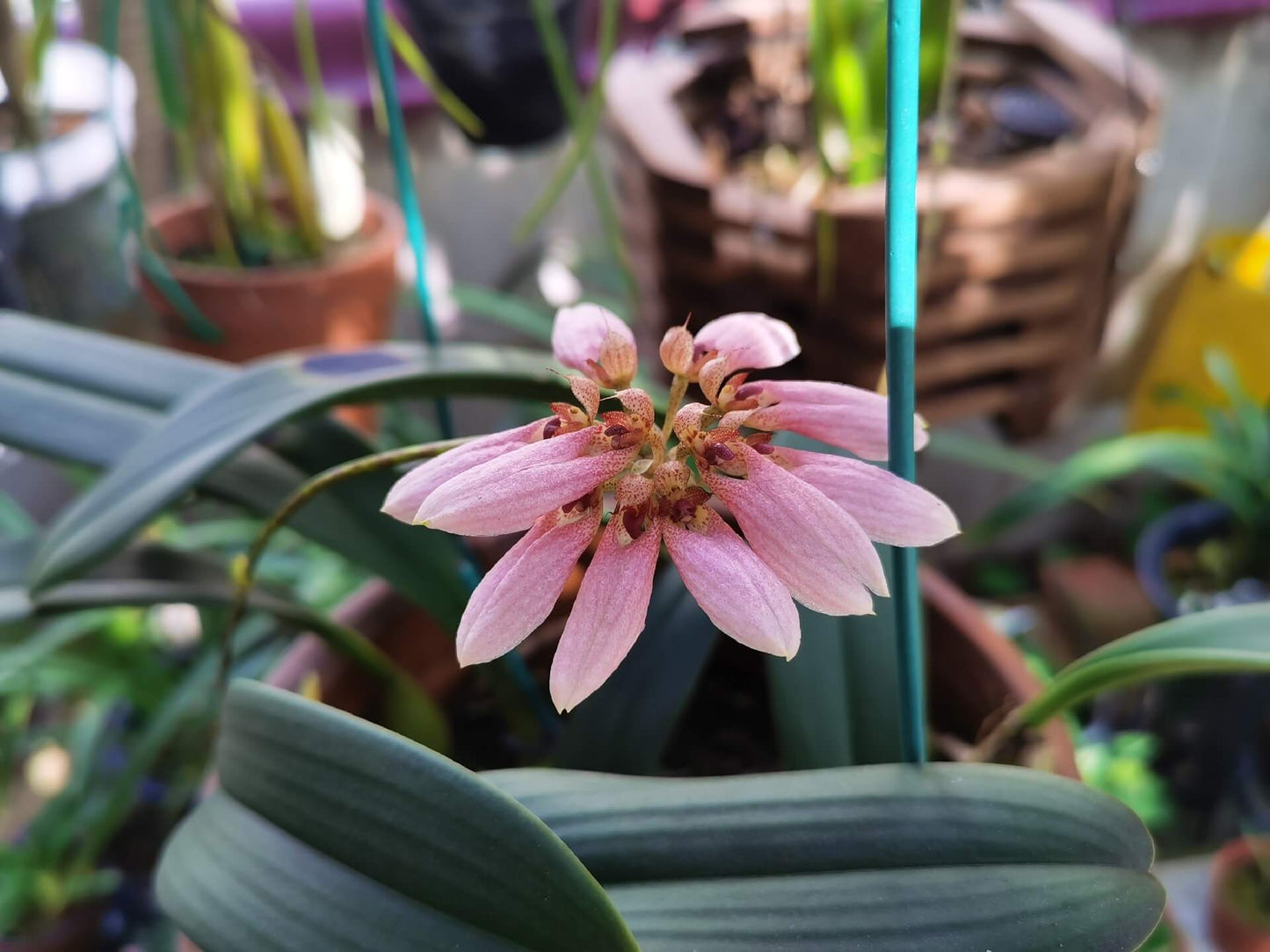 Bulbophyllum andersonii is a miniature epiphytic orchid native to regions including northern Vietnam, southern China, Myanmar, and parts of India such as Sikkim and Assam. It thrives at elevations ranging from 500 to 1,600 meters above sea level, typically growing on tree trunks and rocks in humid, shaded environments.