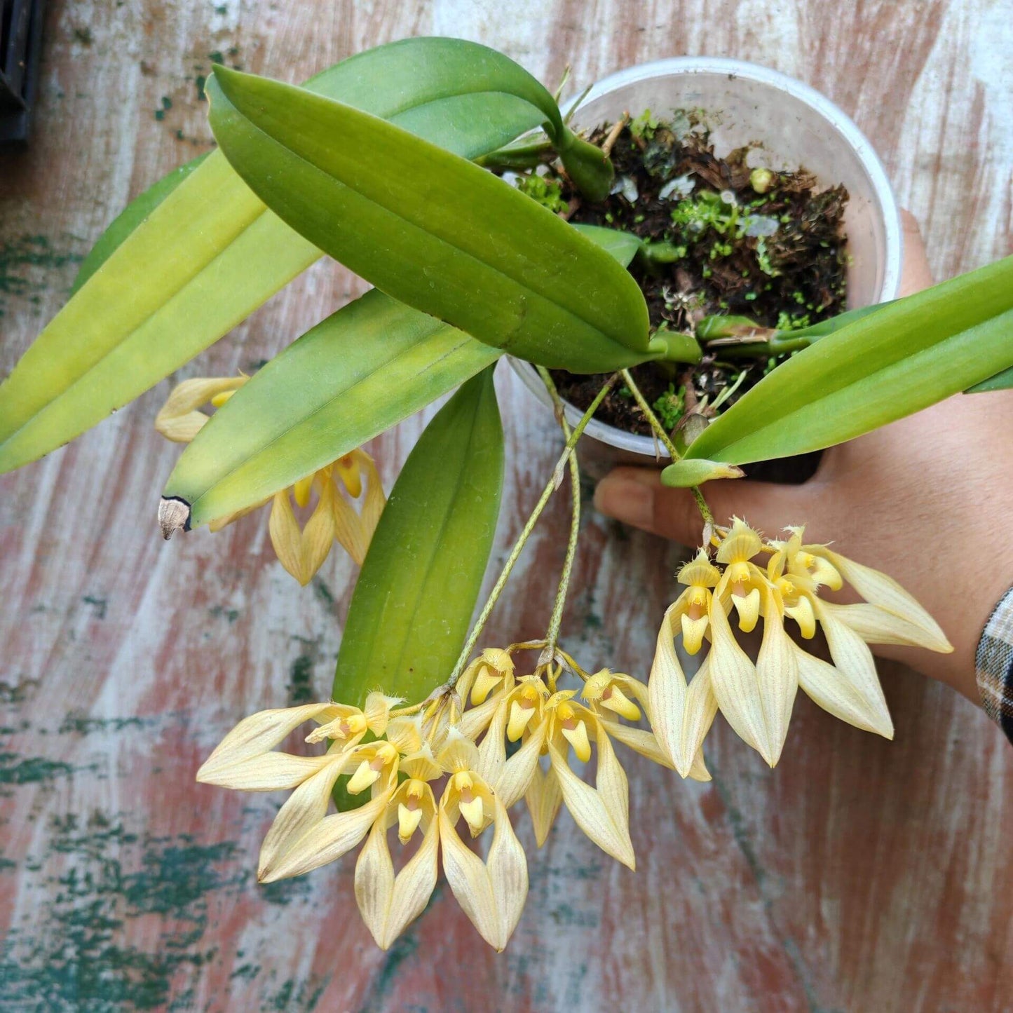 Bulbophyllum annandalei is a miniature orchid species native to the montane forests of peninsular Thailand and Malaysia, typically found at elevations around 1,000 meters. This epiphytic orchid is characterized by its conical pseudobulbs and a single, thick, blunt leaf. It produces small, yellowish flowers with red and brown markings, which emit a strong, somewhat unpleasant fragrance.