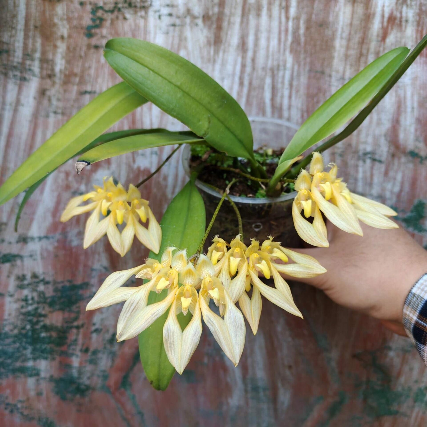 Bulbophyllum annandalei is a miniature orchid species native to the montane forests of peninsular Thailand and Malaysia, typically found at elevations around 1,000 meters. This epiphytic orchid is characterized by its conical pseudobulbs and a single, thick, blunt leaf. It produces small, yellowish flowers with red and brown markings, which emit a strong, somewhat unpleasant fragrance.