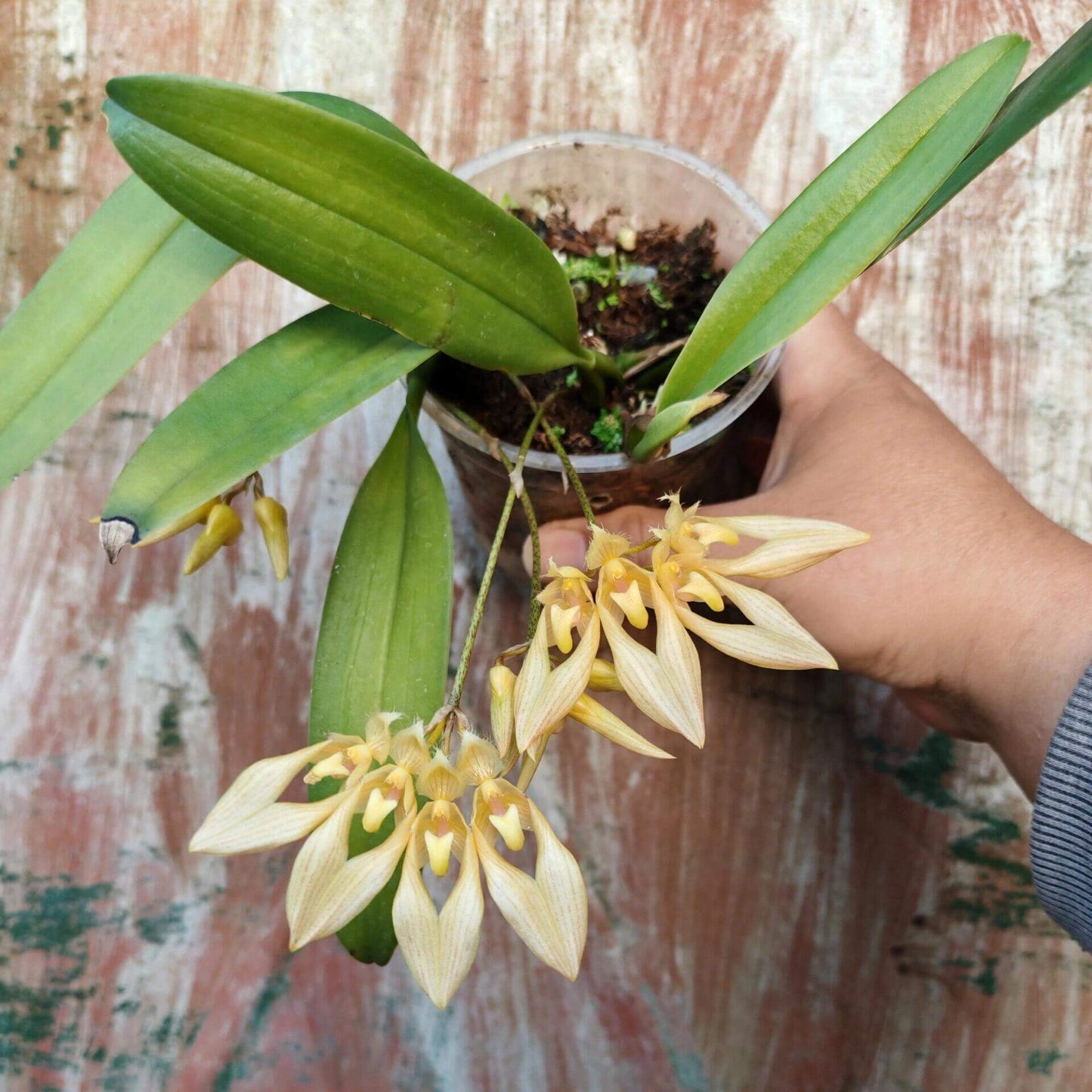 Bulbophyllum annandalei is a miniature orchid species native to the montane forests of peninsular Thailand and Malaysia, typically found at elevations around 1,000 meters. This epiphytic orchid is characterized by its conical pseudobulbs and a single, thick, blunt leaf. It produces small, yellowish flowers with red and brown markings, which emit a strong, somewhat unpleasant fragrance.
