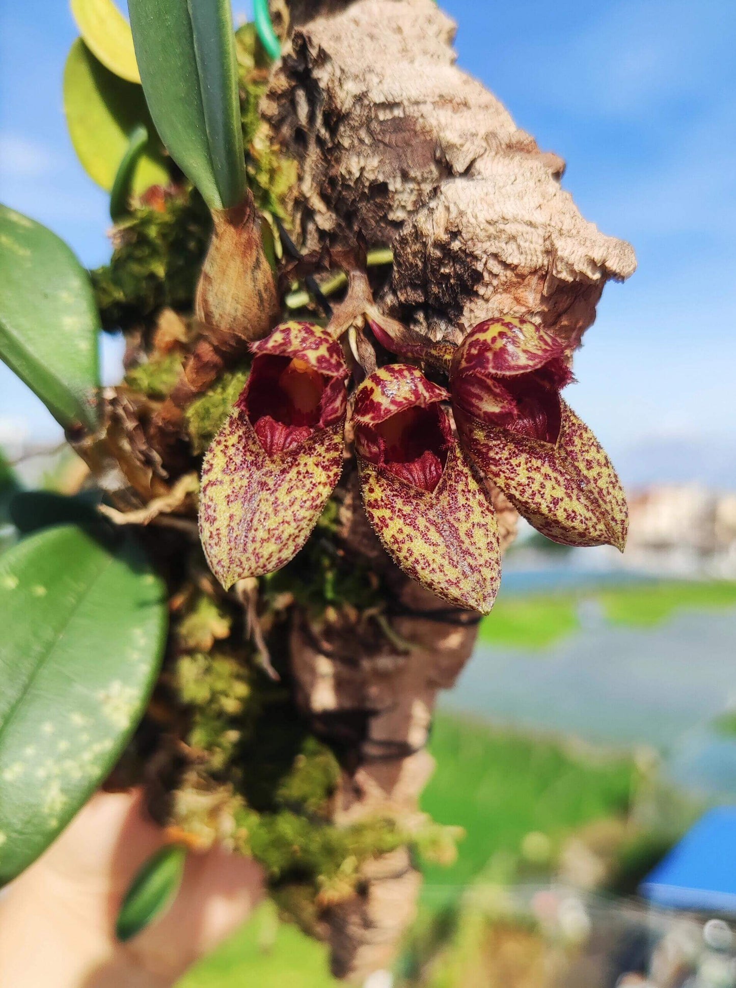 Bulbophyllum bootanoides is a mini-miniature orchid native to Vietnam and Thailand. It thrives in evergreen lowland forests at elevations around 1,450–1,500 meters (approximately 4,750–4,900 feet). This epiphytic orchid thrives in cool to warm conditions, making it well-suited for terrariums where temperature and humidity can be carefully controlled.