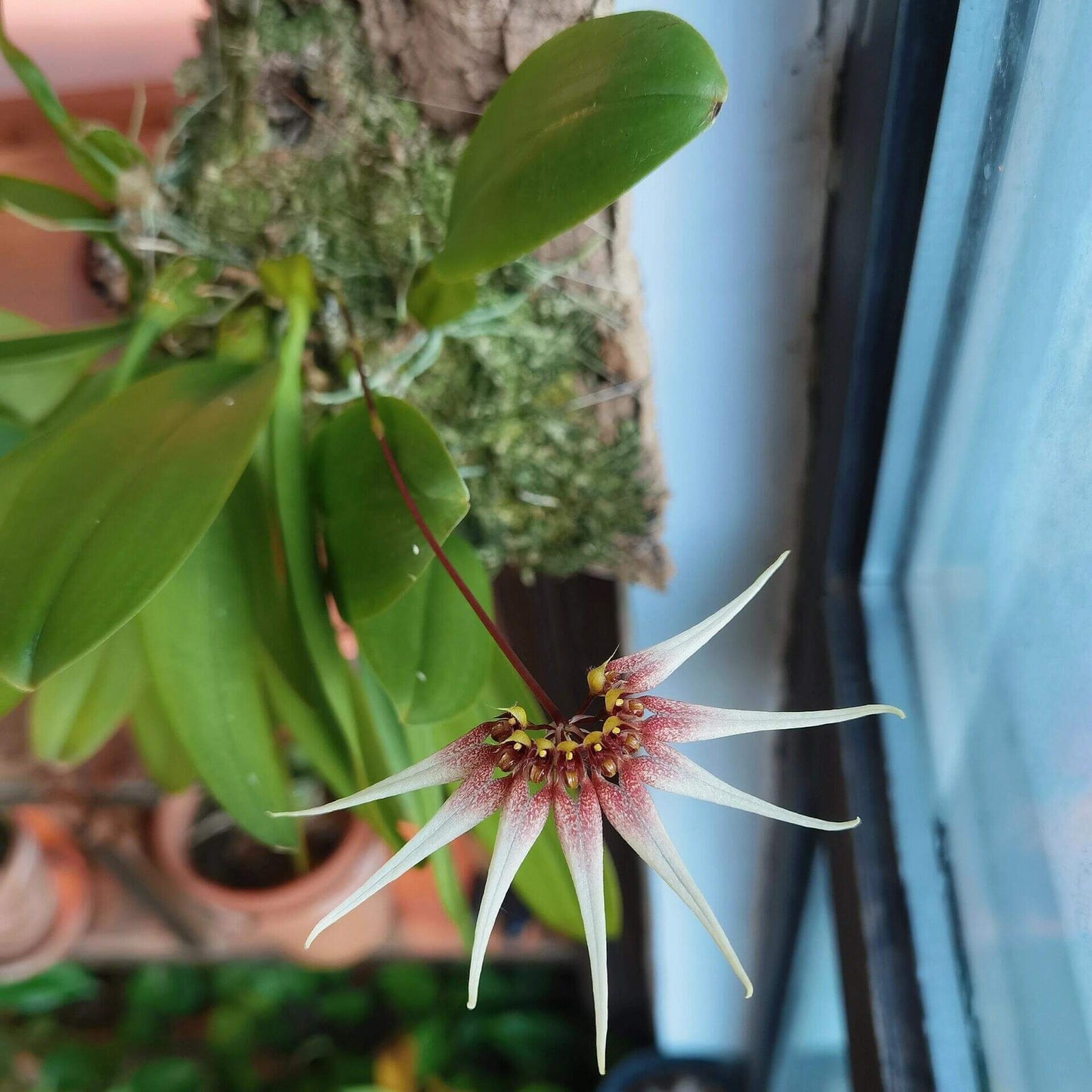Bulbophyllum cercanthum is a small epiphytic orchid native to Borneo, growing in wet tropical forest, especially in high forests at elevations between 200-800 meters.