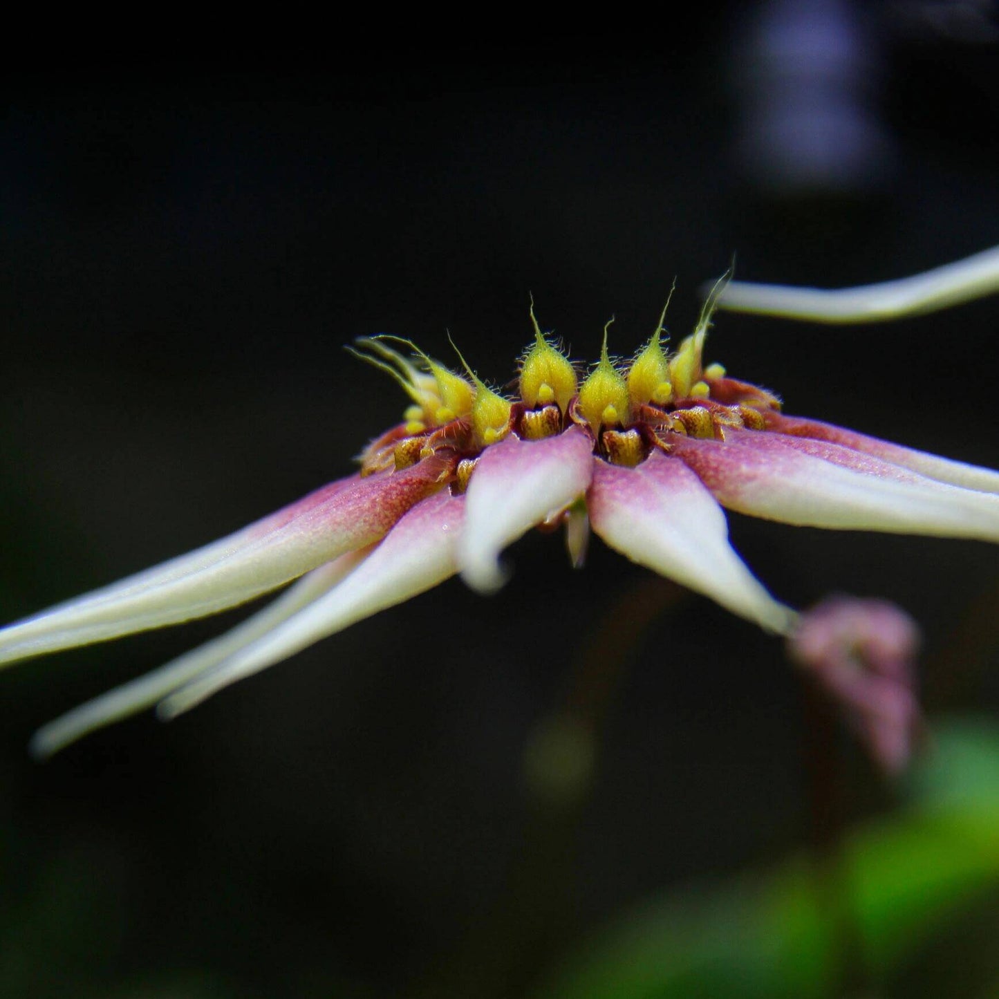 Bulbophyllum cercanthum is a small epiphytic orchid native to Borneo, growing in wet tropical forest, especially in high forests at elevations between 200-800 meters.