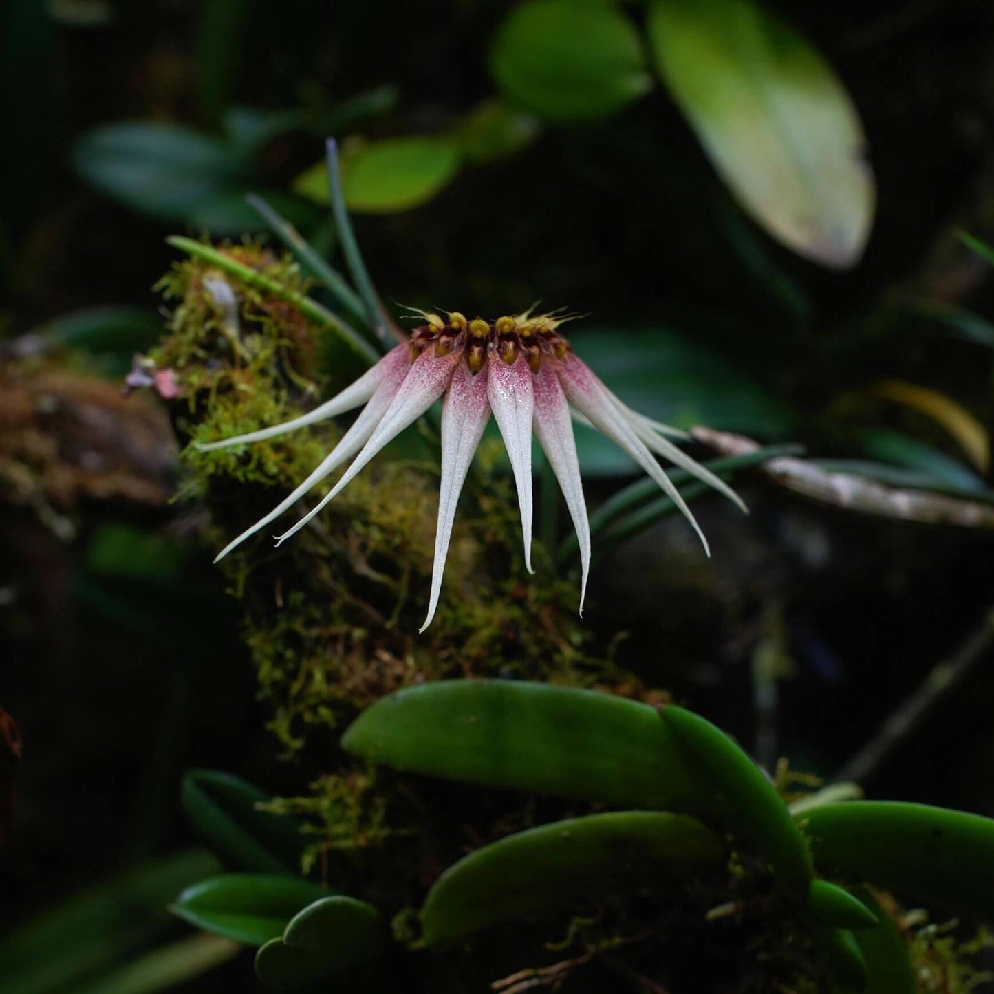 Bulbophyllum cercanthum is a small epiphytic orchid native to Borneo, growing in wet tropical forest, especially in high forests at elevations between 200-800 meters.