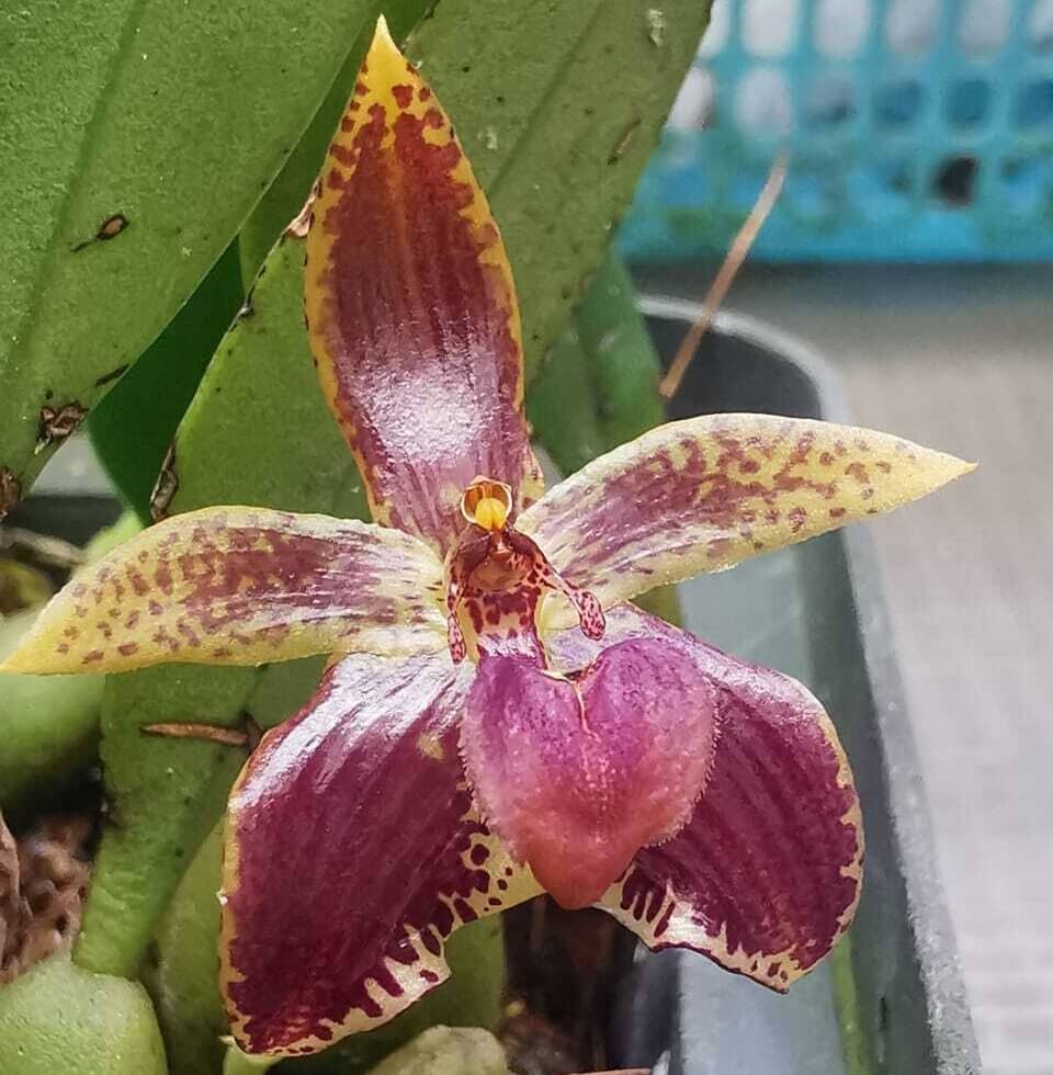 Bulbophyllum cornutum is a small, warm to cool-growing epiphytic orchid native to Borneo, Java, and the Philippines. It thrives in hill and lower montane forests at elevations ranging from 900 to 1700 meters. This species is characterized by its distinct, ovoid pseudobulbs enveloped in long, stiff bristles, and a single apical leaf with an elliptic to ovate shape. It produces a single flower on a basal, erect to patent inflorescence during the summer months.