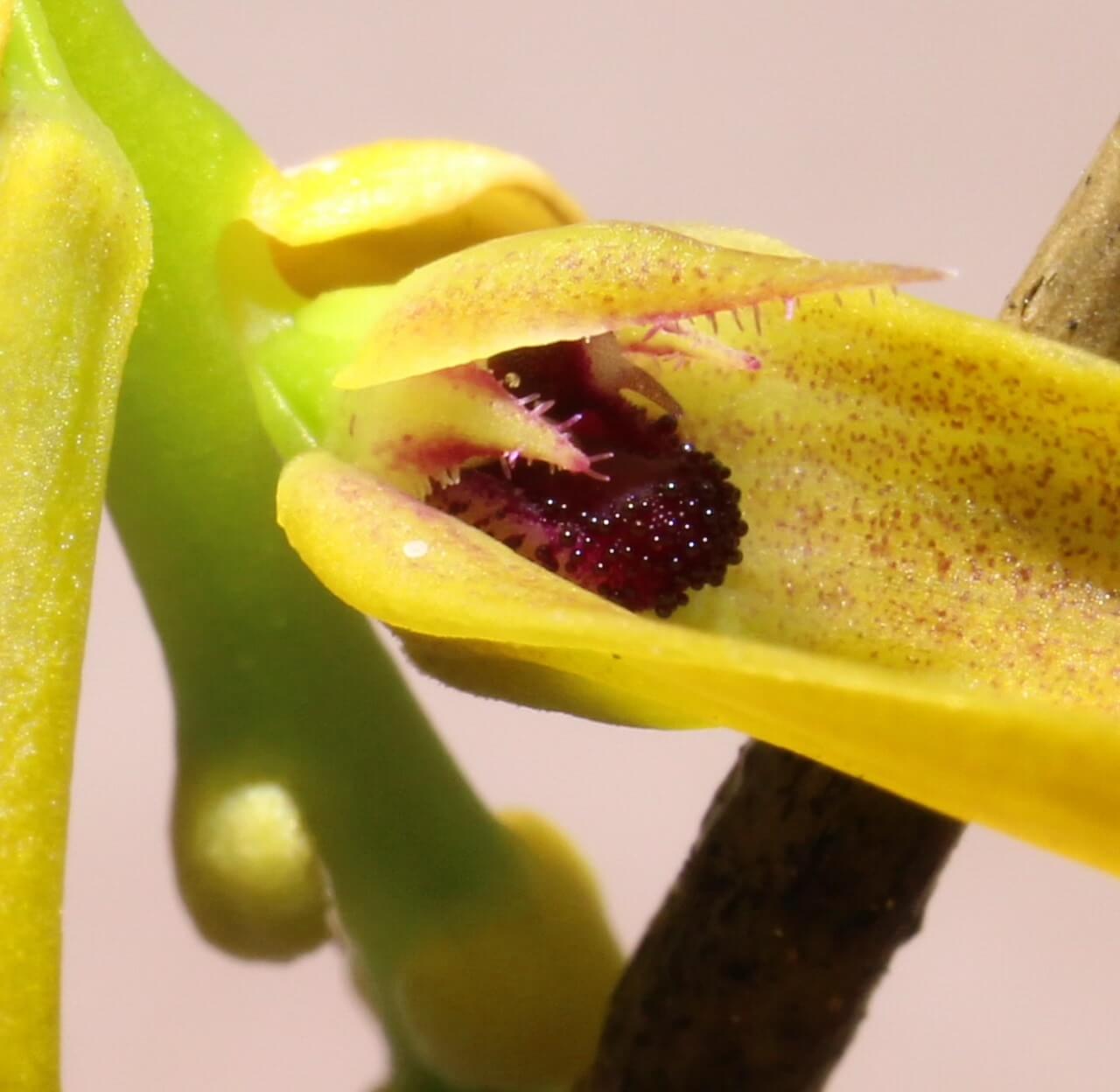 Bulbophyllum dresslerianum is a recently described orchid species native to southern Yunnan, China. Belonging to the Bulbophyllum genus and the Tripudianthes section, it was formally introduced in 2023 by Han and Wang. The species is named in honor of the late Robert Louis Dressler, a renowned authority on orchids.
