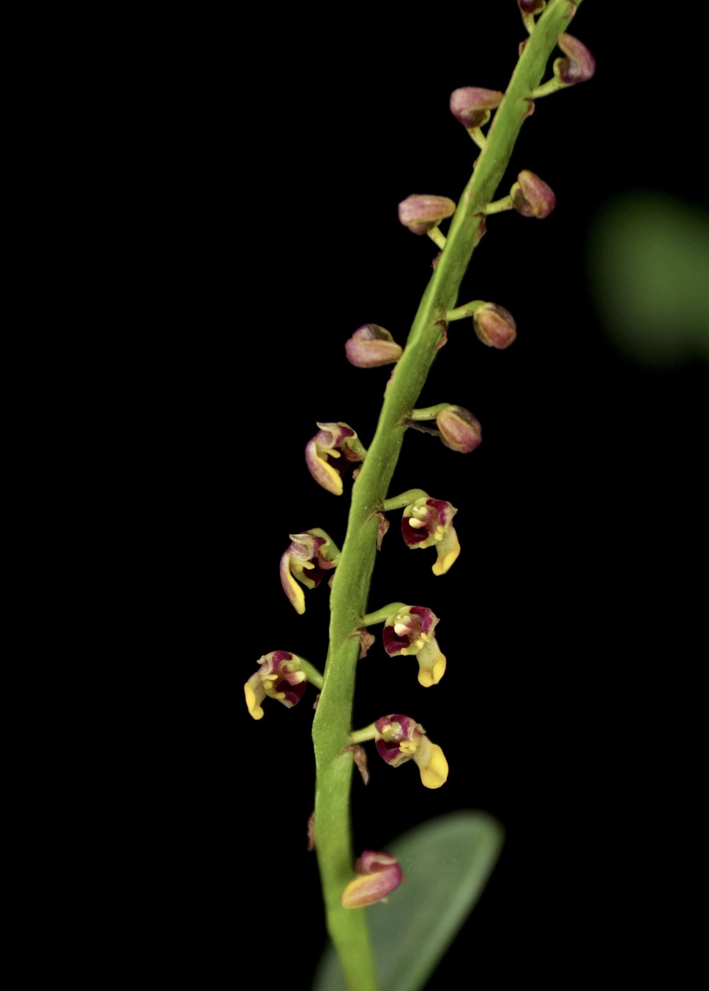 Bulbophyllum falcatum (Lindl.) Rchb.f. is an orchid species native to tropical Western and Central Africa, ranging from Sierra Leone through the Congo to western Uganda. It grows in lowland and submontane (also called sub-montane) forests, generally as an epiphyte (occasionally lithophytic), at altitudes up to about 1800 meters, more commonly between 300-900 meters.