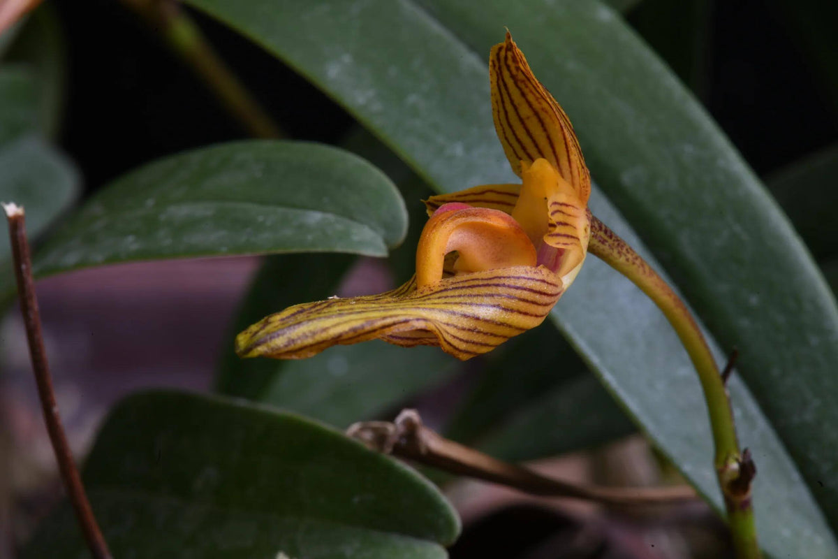 Bulbophyllum funingense Z.H.Tsi & H.C.Chen is a small, warm-growing lithophytic or epiphytic orchid in section Brachyantha. With a native range extending from southeastern Yunnan, China, to northern Vietnam. It is strongly associated with limestone habitats, where it can grow on rocks as well as on tree trunks in karst forests. The plant has a creeping rhizome with widely spaced, ribbed, ovoid pseudobulbs, each bearing a single thick, leathery leaf.