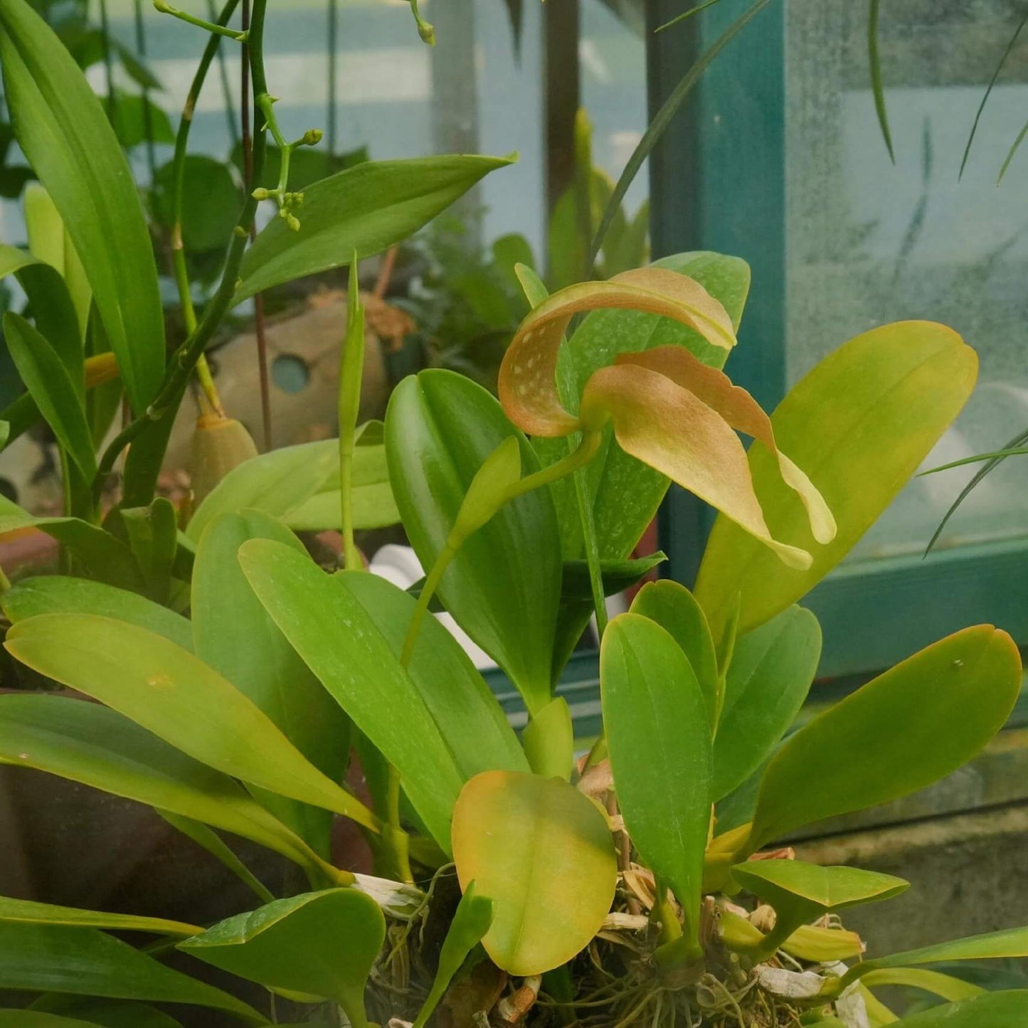 Bulbophyllum grandiflorum is native to Southeast Asia, including Sumatra, Sulawesi, the Moluccas, and New Guinea. It typically grows in primary rainforests at elevations ranging from 100 to 800 meters, often found on the lower trunks of large trees where it thrives in the humid, shaded understory environment.