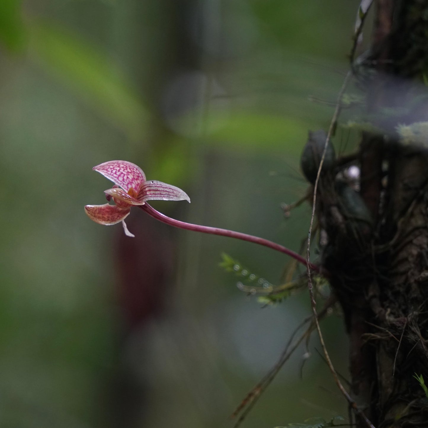 Bulbophyllum hyalosemoides is a rare and visually striking orchid species native to Borneo and Sulawesi, Indonesia. First described in 2011 by J.J. Vermeulen and P. O’Byrne, it belongs to the Bulbophyllum genus, subgenus Sestochilos, and section Hyalosema.