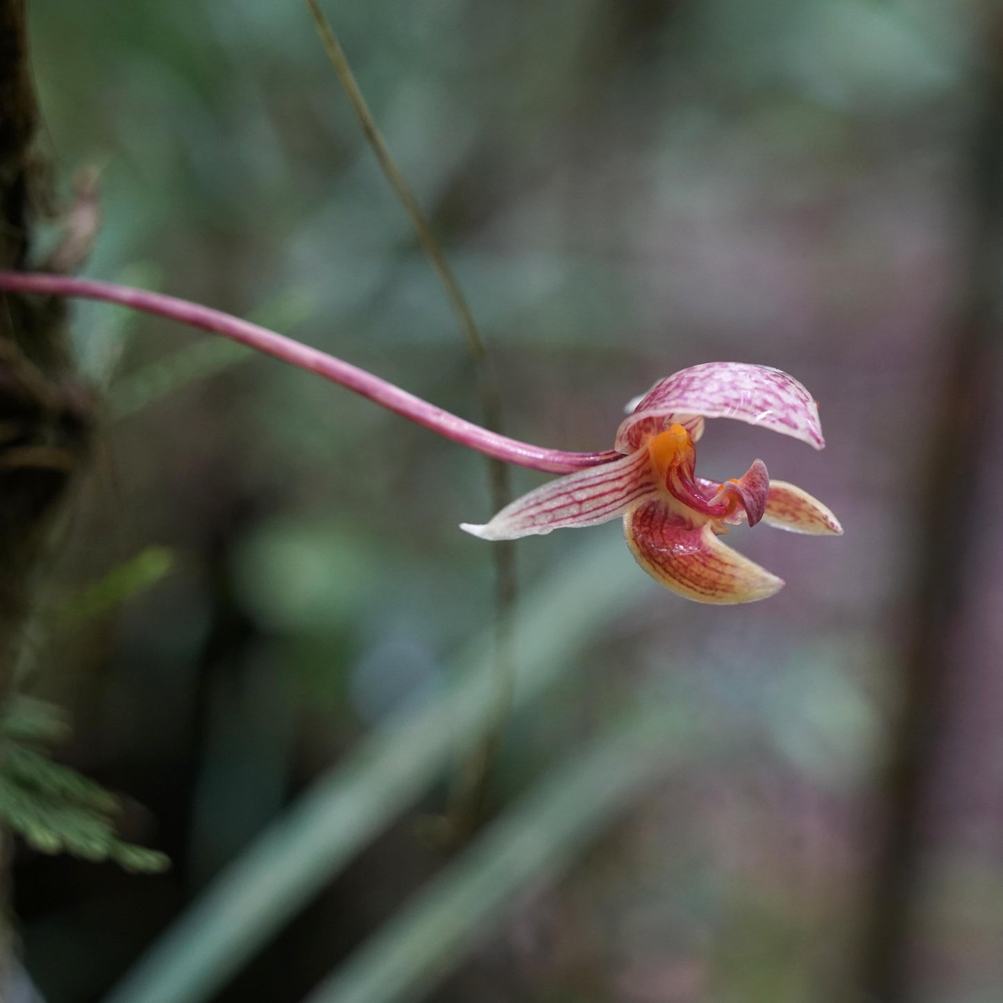 Bulbophyllum hyalosemoides is a rare and visually striking orchid species native to Borneo and Sulawesi, Indonesia. First described in 2011 by J.J. Vermeulen and P. O’Byrne, it belongs to the Bulbophyllum genus, subgenus Sestochilos, and section Hyalosema.