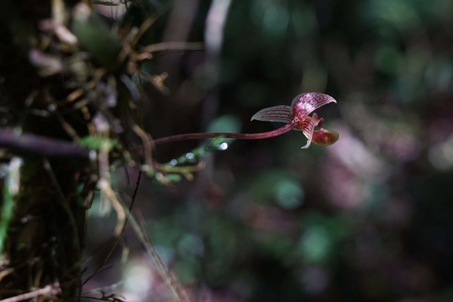 Bulbophyllum hyalosemoides is a rare and visually striking orchid species native to Borneo and Sulawesi, Indonesia. First described in 2011 by J.J. Vermeulen and P. O’Byrne, it belongs to the Bulbophyllum genus, subgenus Sestochilos, and section Hyalosema.