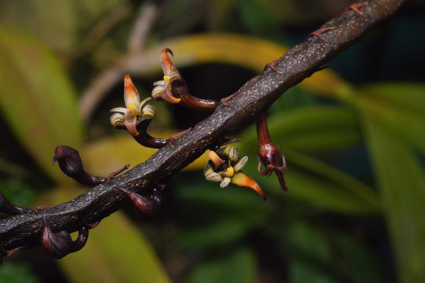 Bulbophyllum imbricatum is native to tropical West and Central Africa (Sierra Leone, Liberia, Ivory Coast, Ghana, Nigeria, Cameroon, Equatorial Guinea, Gabon, Central African Republic, Congo, Zaire). Bulbophyllum imbricatum occurs from sea level up to about 800‑1000 meters elevation, in lowland to lower submontane forests.
