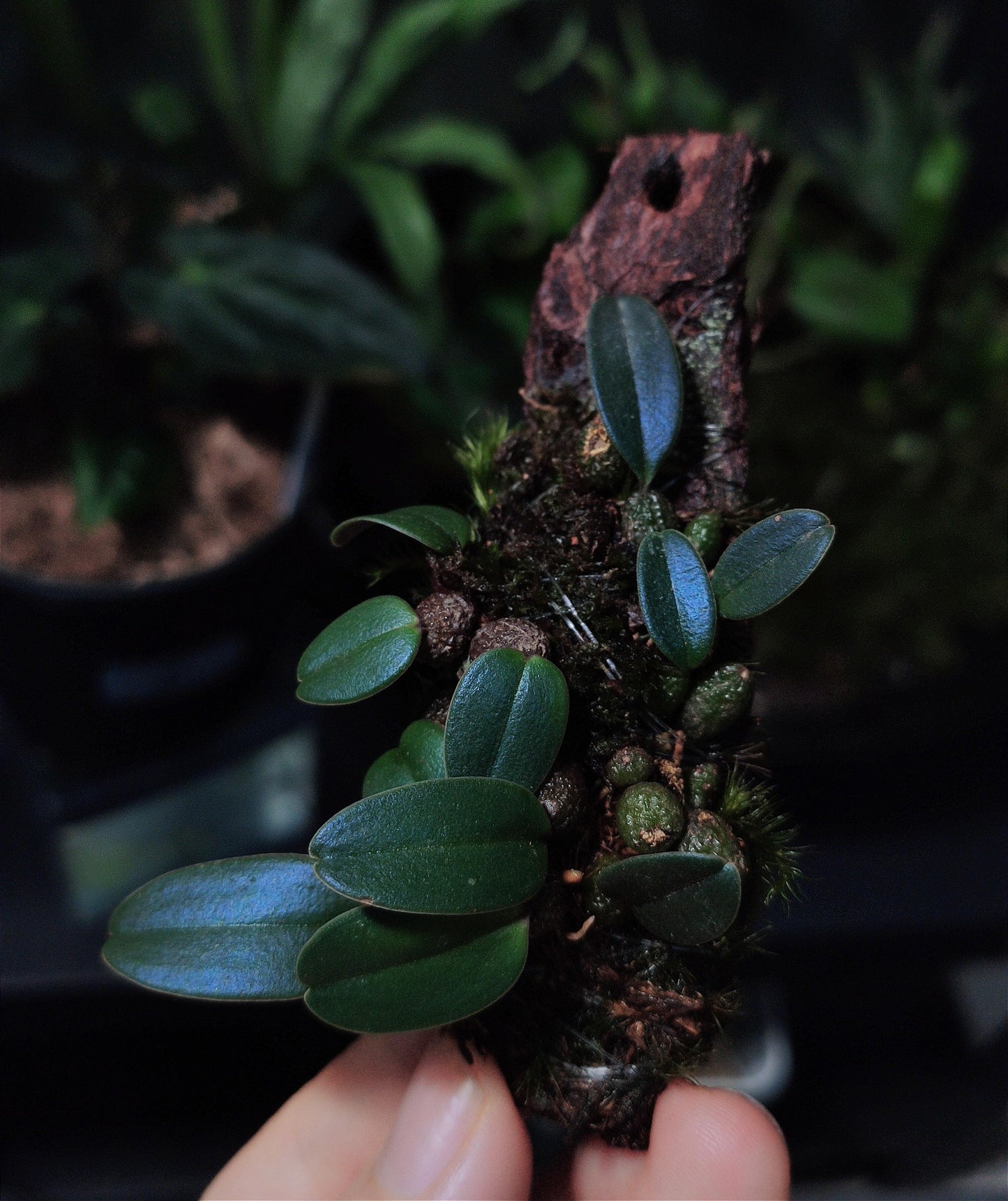 Bulbophyllum jingdongense is a species of orchid belonging to the Cirrhopetalum alliance within the Bulbophyllum genus. It was formally introduced in 2017 and is native to the subtropical regions of southern China and central Laos. This orchid is very small, making it perfect for terrariums where space and humidity can be carefully controlled.