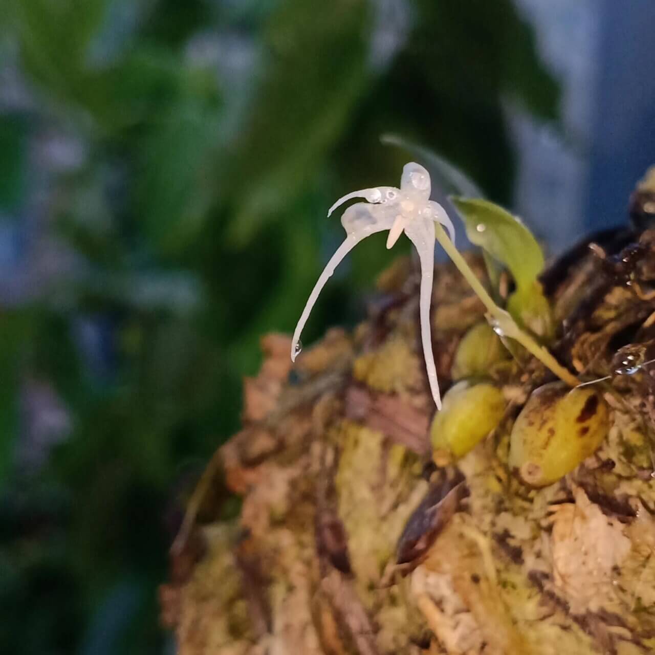 Bulbophyllum kwangtungense is an epiphytic orchid species native to southern China, including provinces such as Fujian, Guangdong, Guangxi, Hubei, Hunan, Jiangxi, Yunnan, and Zhejiang. It thrives in humid, shaded environments at elevations ranging from 800 to 1200 meters above sea level.