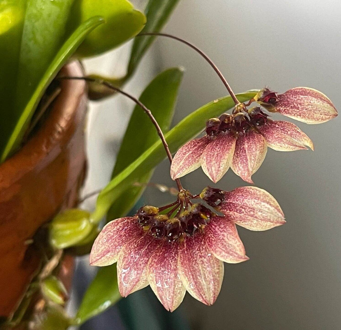 Bulbophyllum lepidum is found in semi-deciduous and evergreen forests across Southeast Asia, including India, Myanmar, Laos, Thailand, peninsular Malaysia, Cambodia, Vietnam, and Indonesia. It thrives at elevations ranging from 300 to 1,100 meters above sea level, often growing on moss-covered rocks and tree bases.