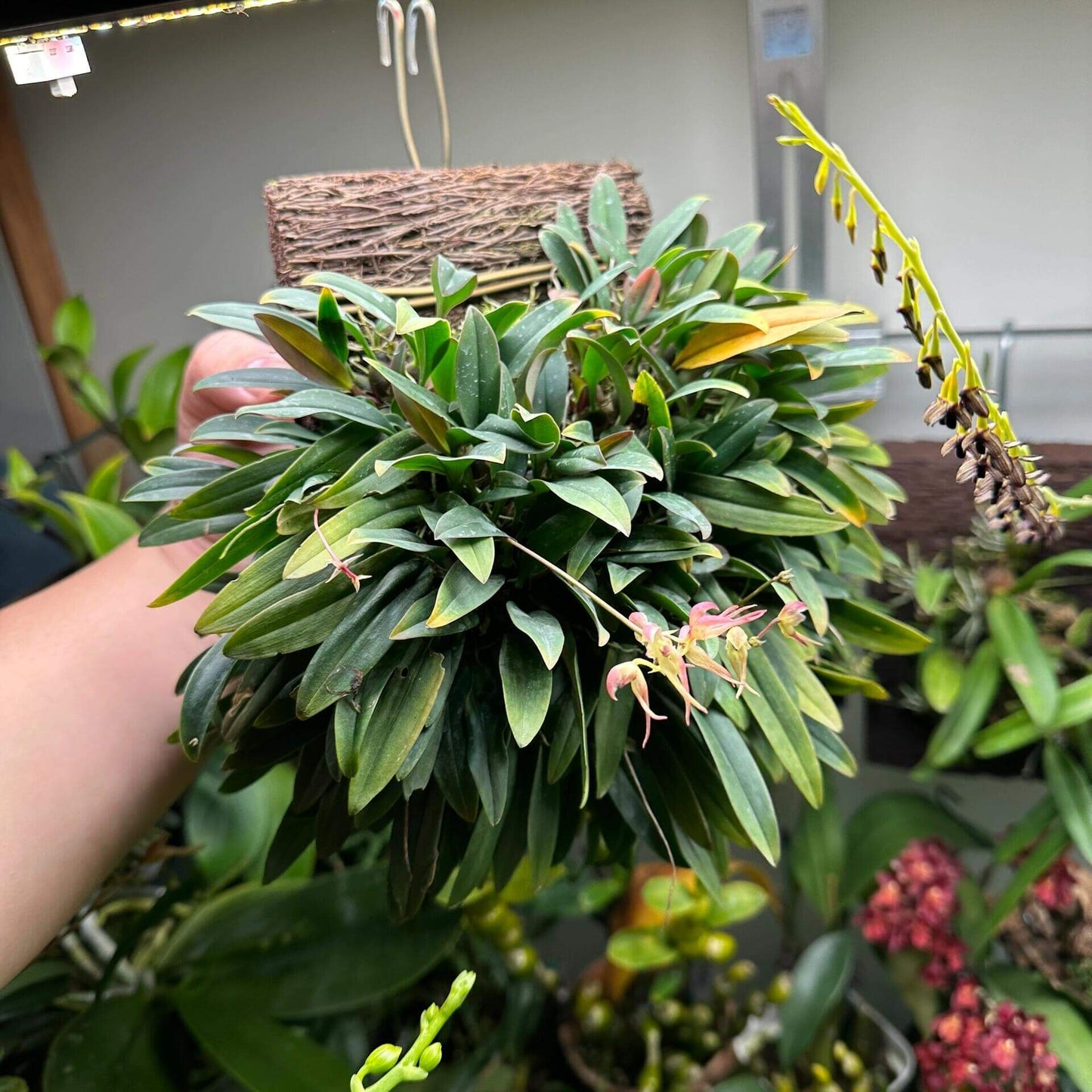 Bulbophyllum levinei (syn. scabratum) is a miniature epiphytic orchid that typically grows on mossy rocks or tree trunks in forested areas. Its natural range includes southern China (e.g., Hong Kong, Fujian, Guangdong, Guangxi, Hunan, Jiangxi, Yunnan, Zhejiang), Taiwan, and parts of Southeast Asia, including Vietnam, Laos, Thailand, India, Nepal, Bhutan, Sikkim, and Bangladesh. It is usually found at elevations of approximately 900 to 2,000 meters.