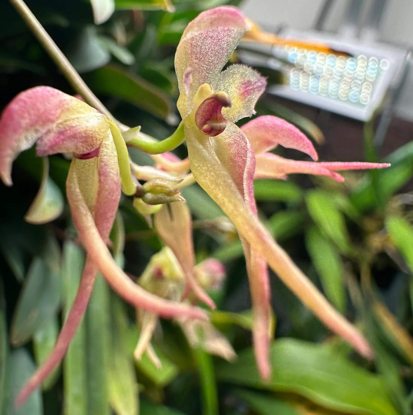 Bulbophyllum levinei (syn. scabratum) is a miniature epiphytic orchid that typically grows on mossy rocks or tree trunks in forested areas. Its natural range includes southern China (e.g., Hong Kong, Fujian, Guangdong, Guangxi, Hunan, Jiangxi, Yunnan, Zhejiang), Taiwan, and parts of Southeast Asia, including Vietnam, Laos, Thailand, India, Nepal, Bhutan, Sikkim, and Bangladesh. It is usually found at elevations of approximately 900 to 2,000 meters.