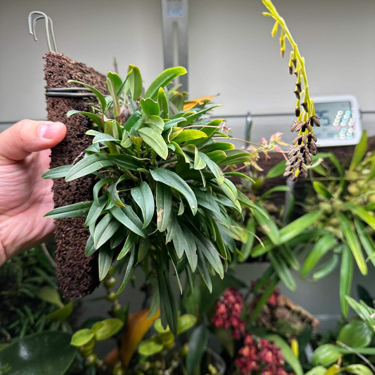Bulbophyllum levinei (syn. scabratum) is a miniature epiphytic orchid that typically grows on mossy rocks or tree trunks in forested areas. Its natural range includes southern China (e.g., Hong Kong, Fujian, Guangdong, Guangxi, Hunan, Jiangxi, Yunnan, Zhejiang), Taiwan, and parts of Southeast Asia, including Vietnam, Laos, Thailand, India, Nepal, Bhutan, Sikkim, and Bangladesh. It is usually found at elevations of approximately 900 to 2,000 meters.